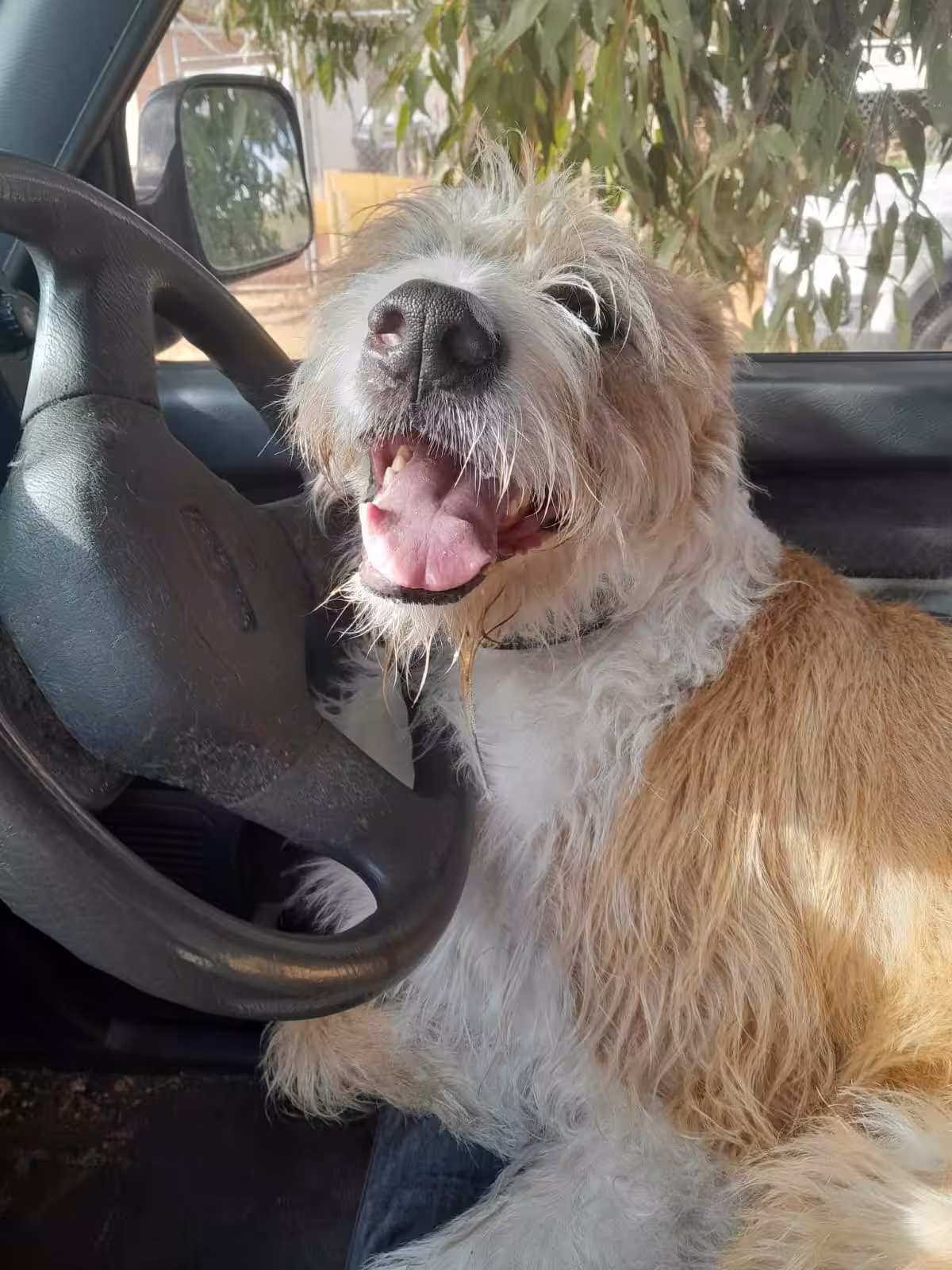 Bearman Driving