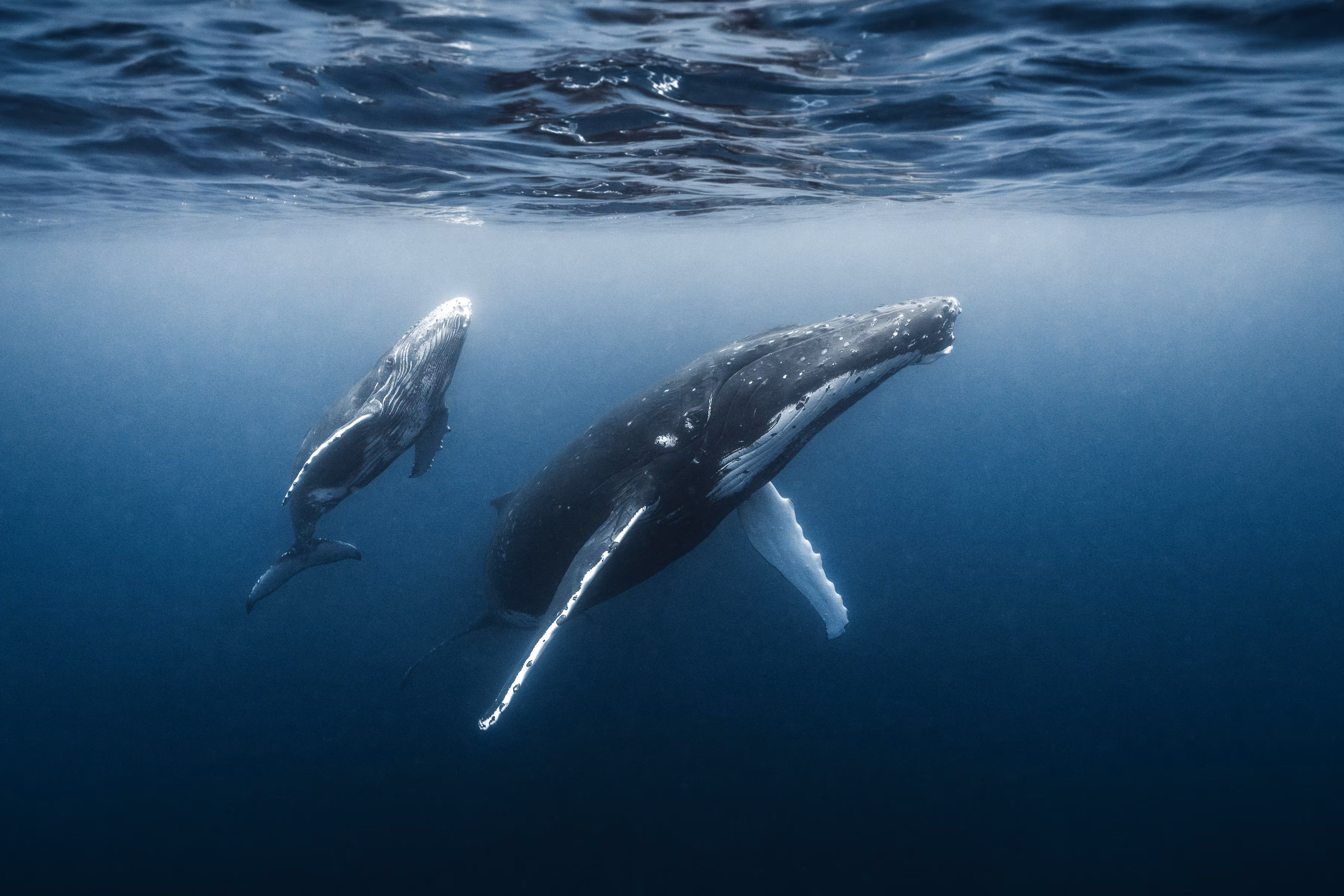 Nari's Whales