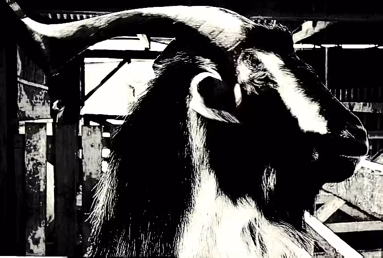 Eye of the Goat
