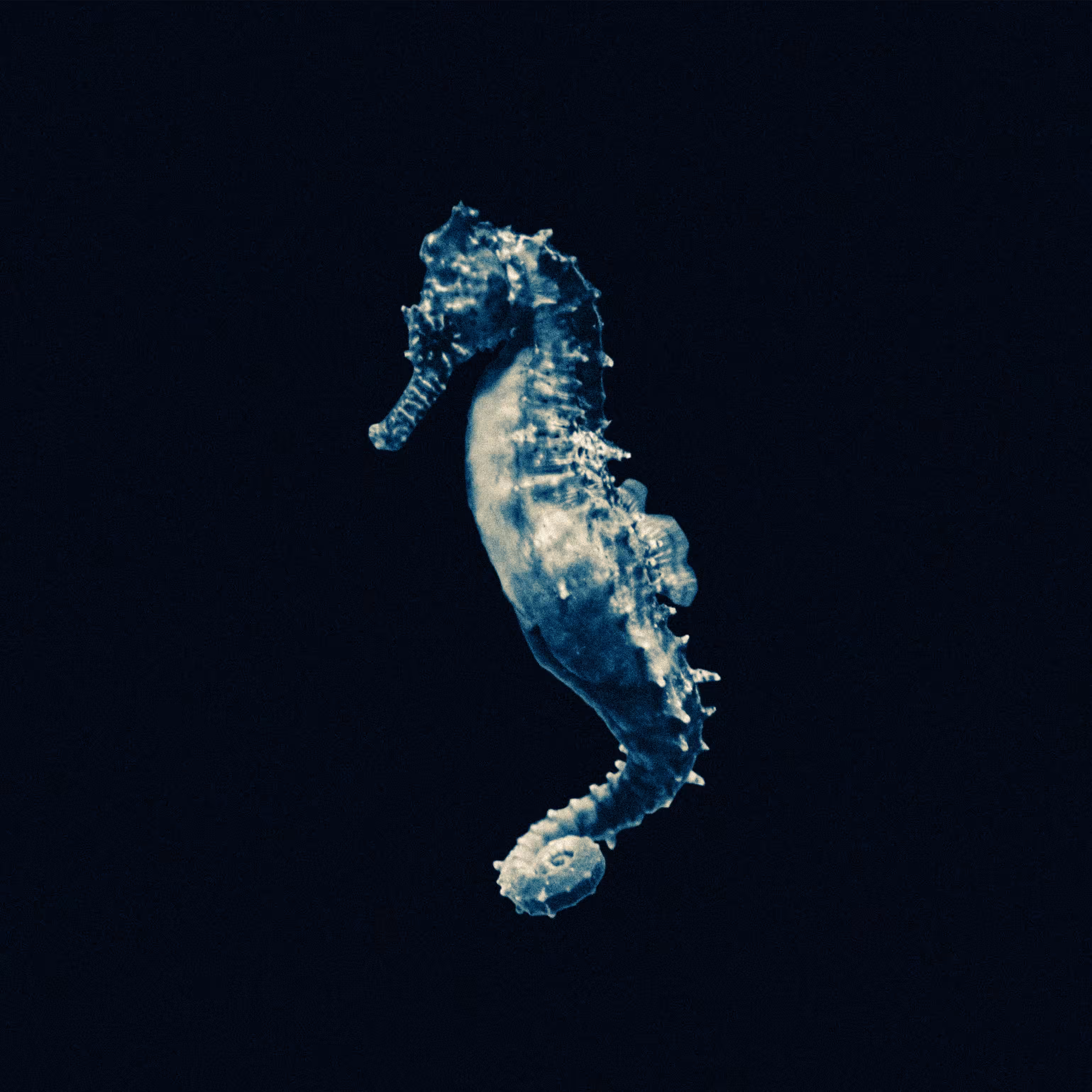Seahorse Cyanotype