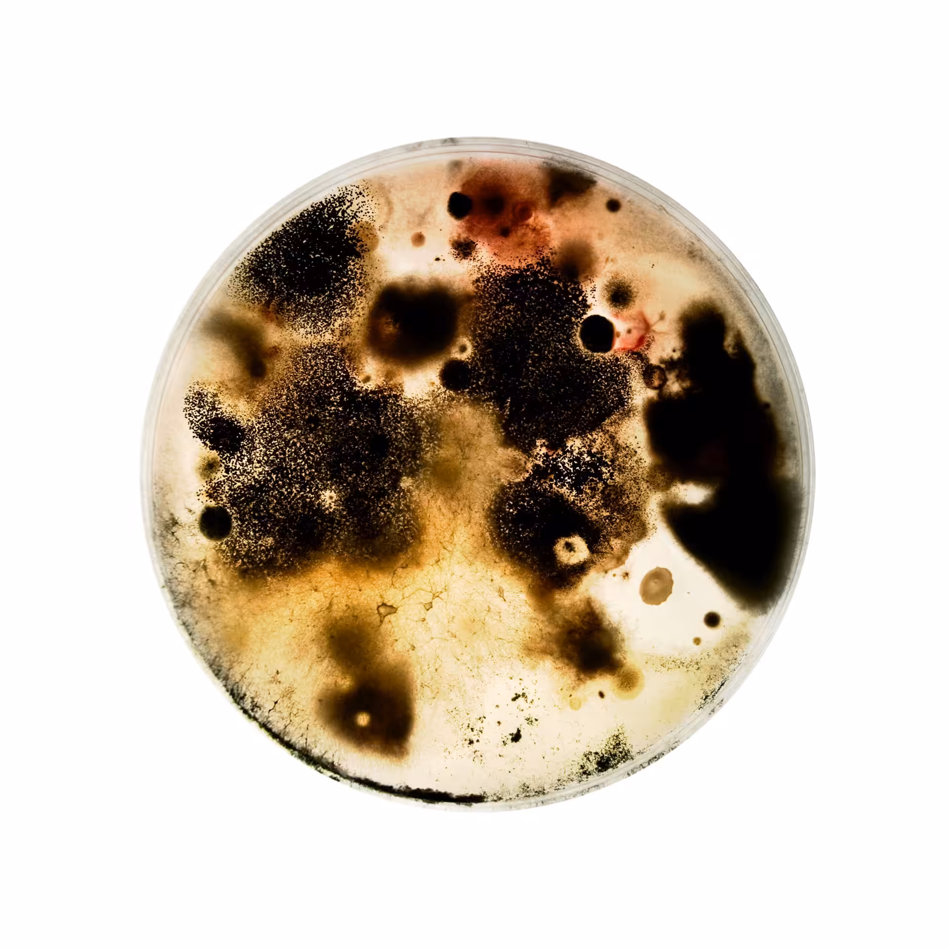 Microbial Apparatus No. 2