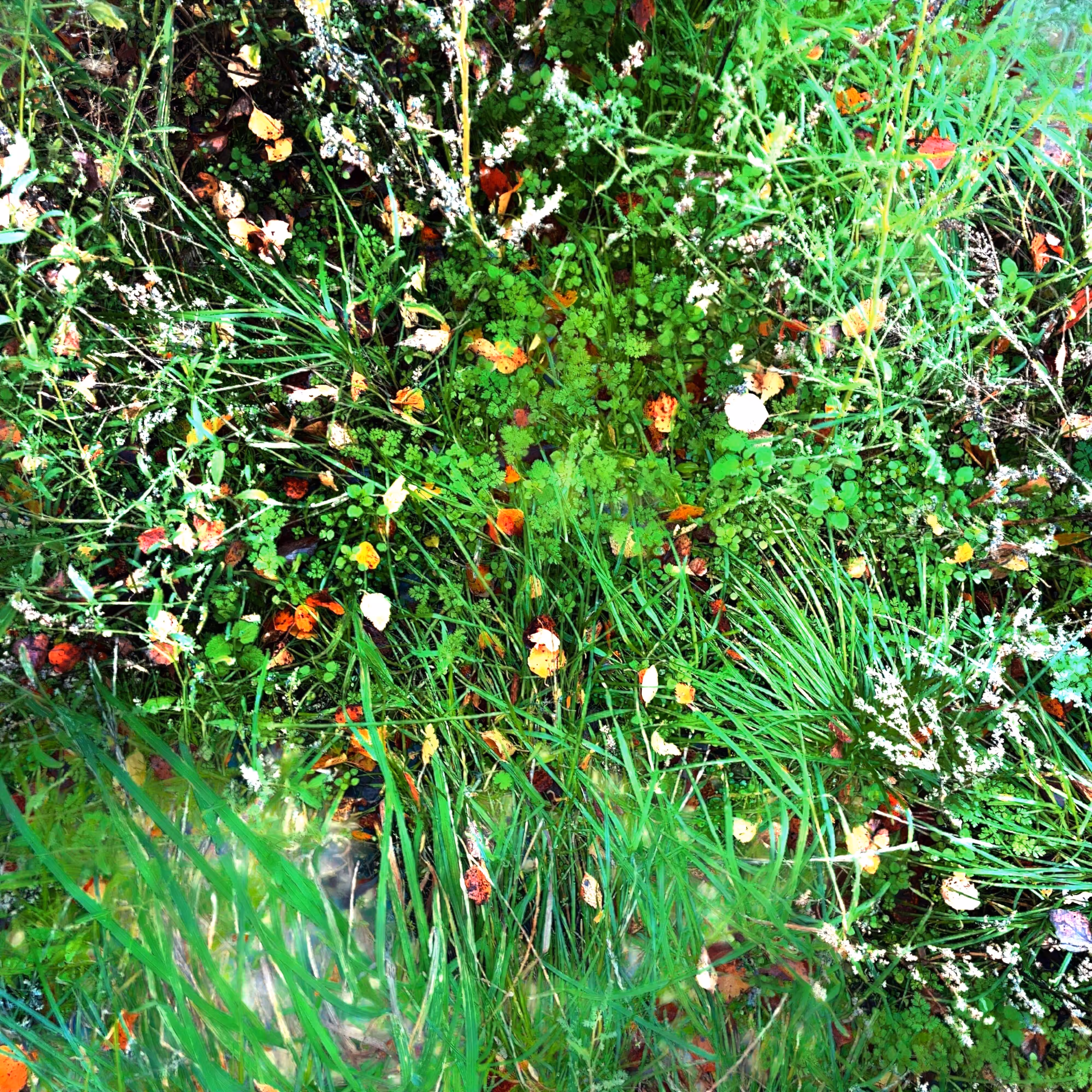 Autonomous Forest Plots: Plot u329hvndg