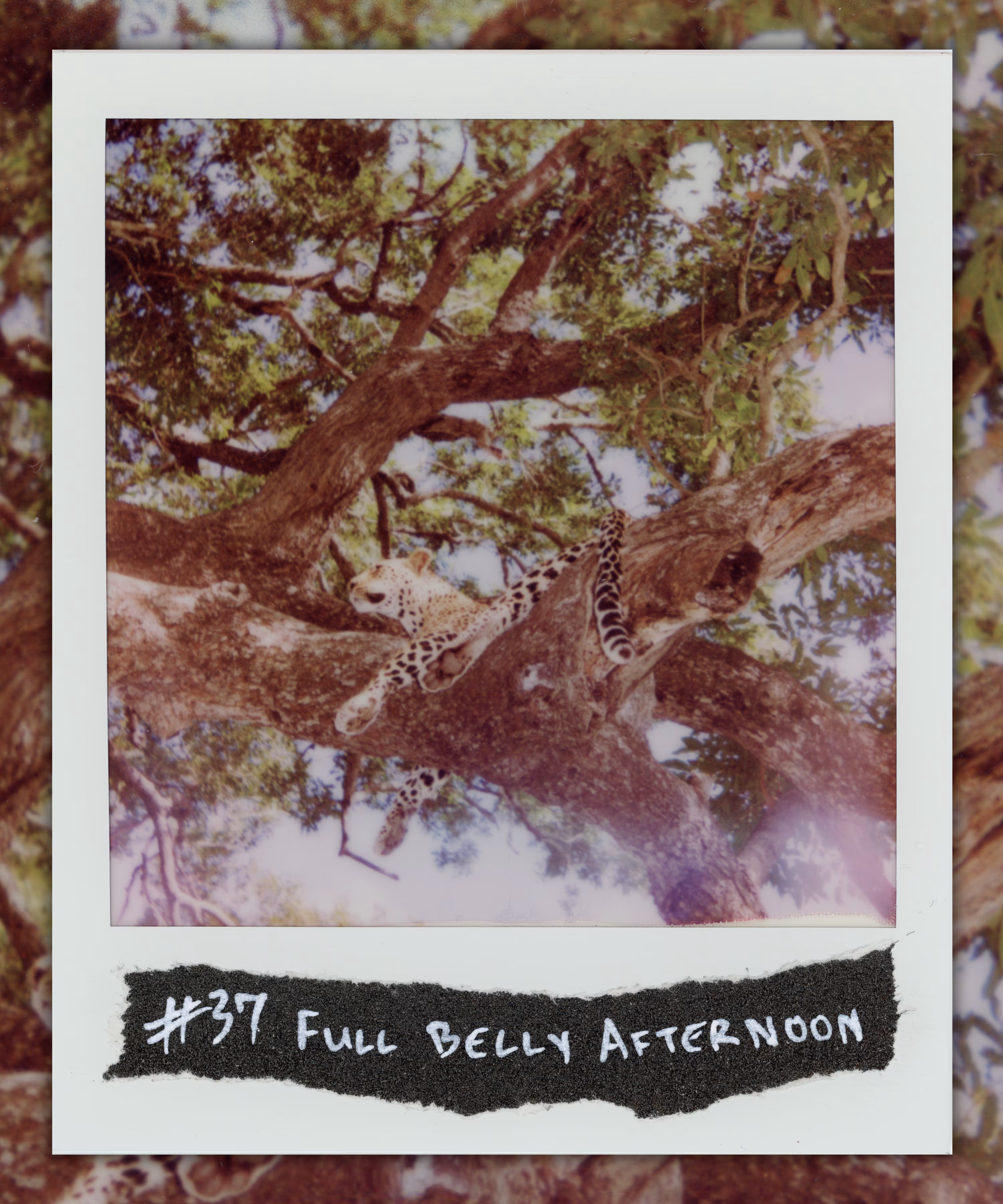 #37 FULL BELLY AFTERNOON