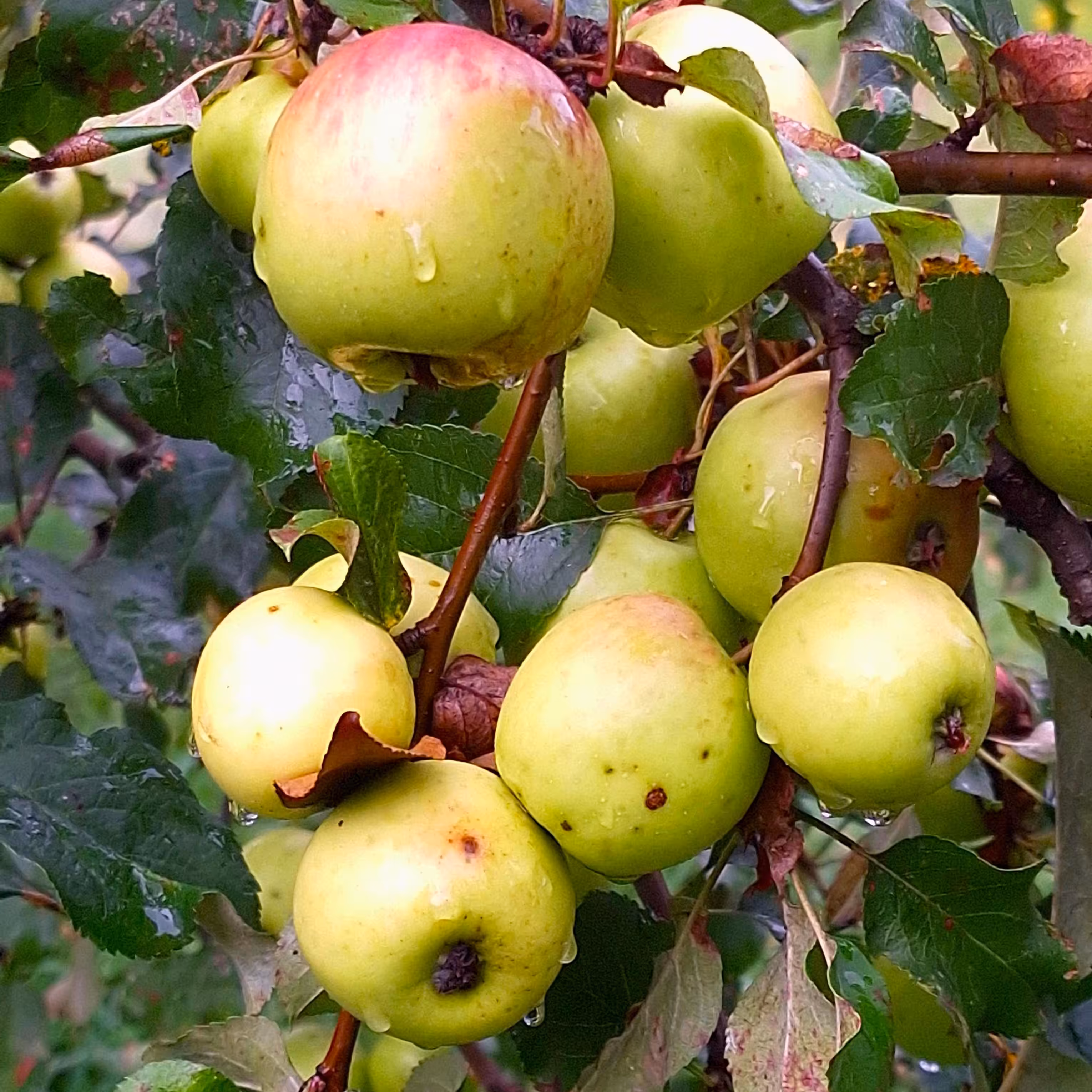 Orchard