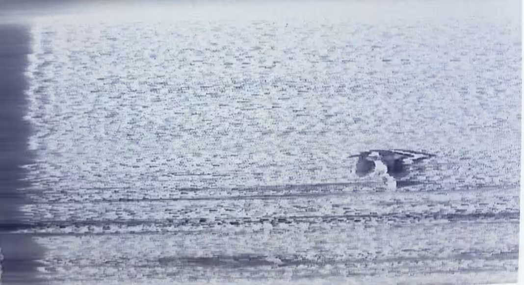 Curlew