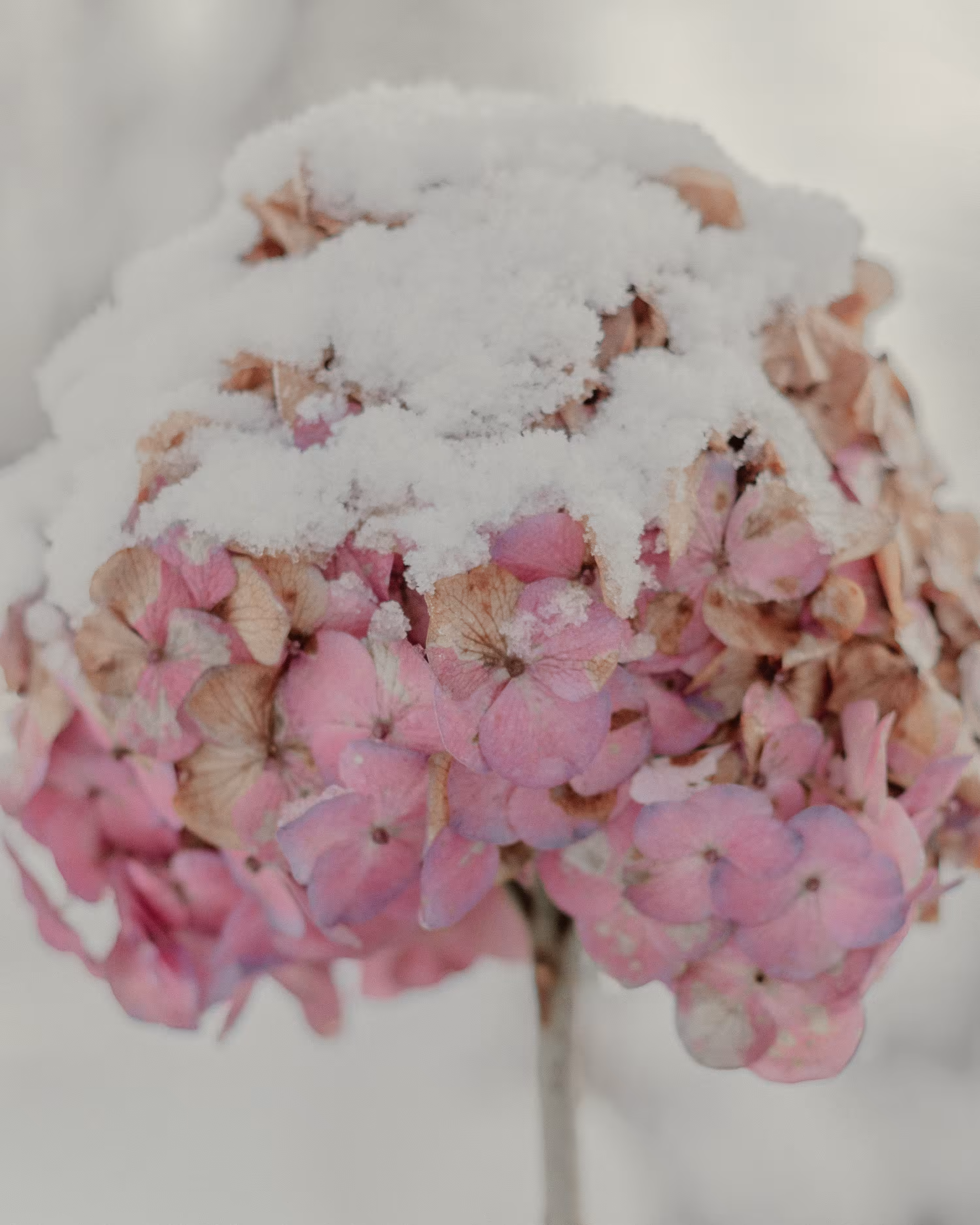 Winter Flowers #1