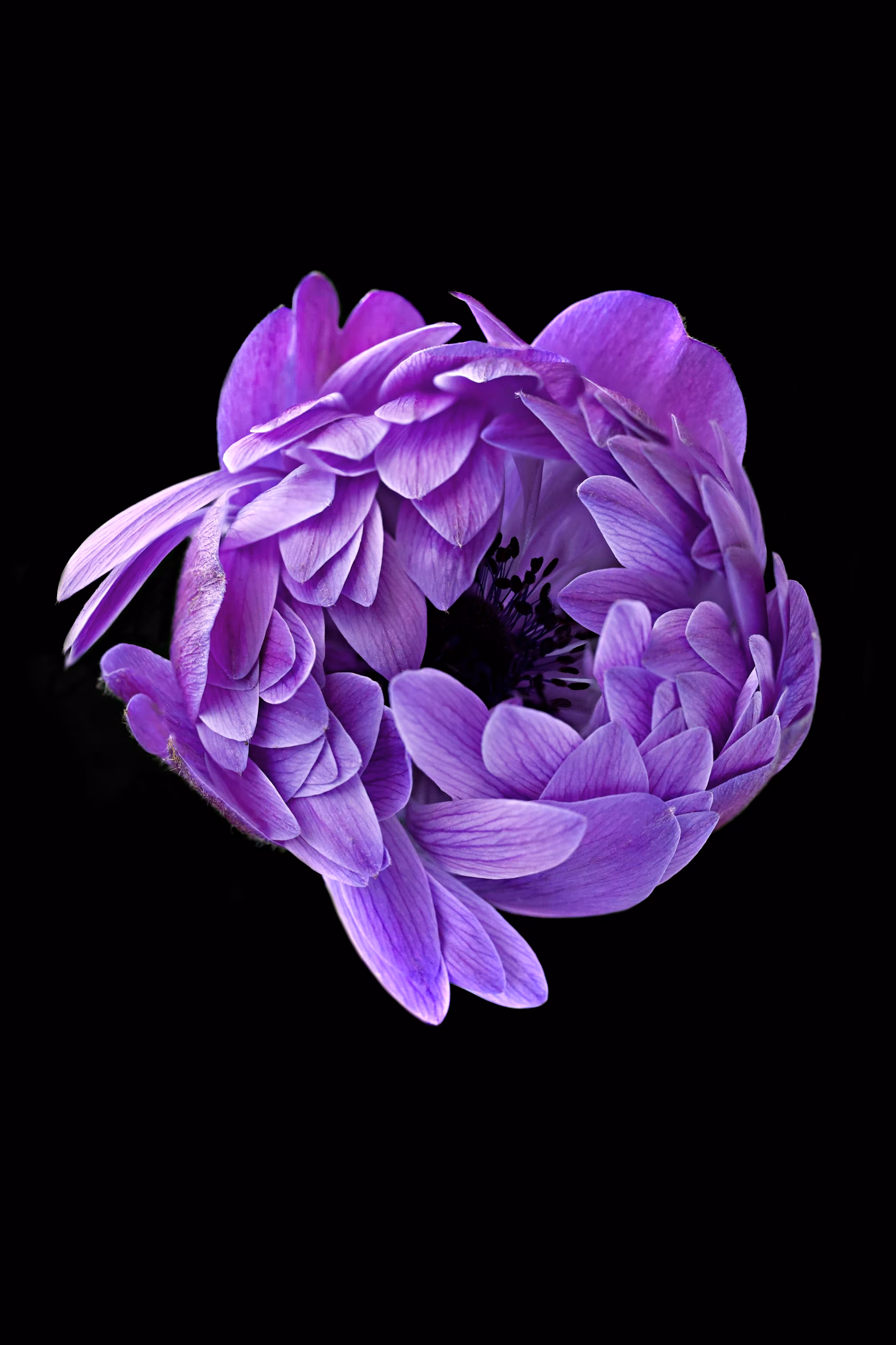 simply anemone