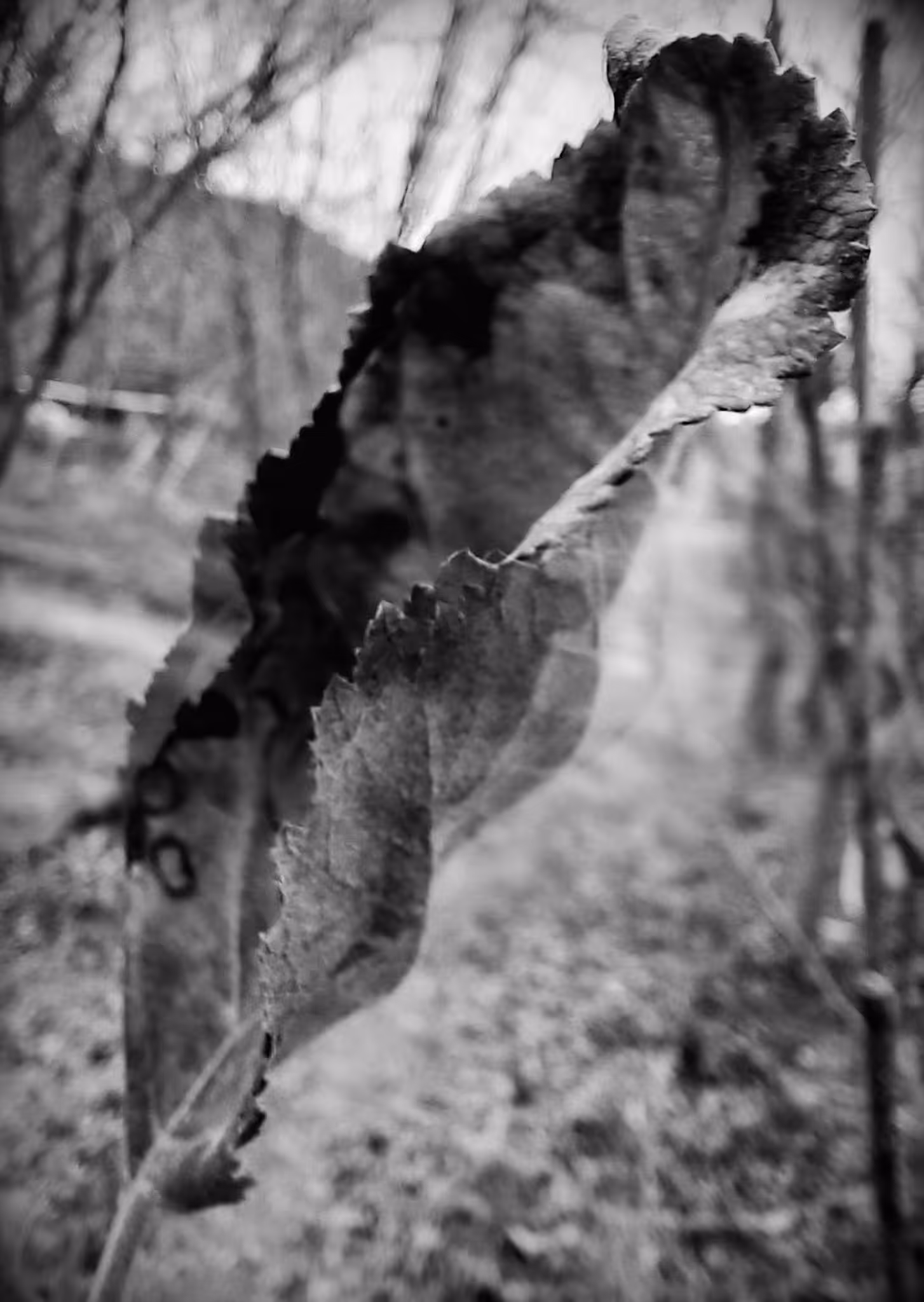 Dry Leaf