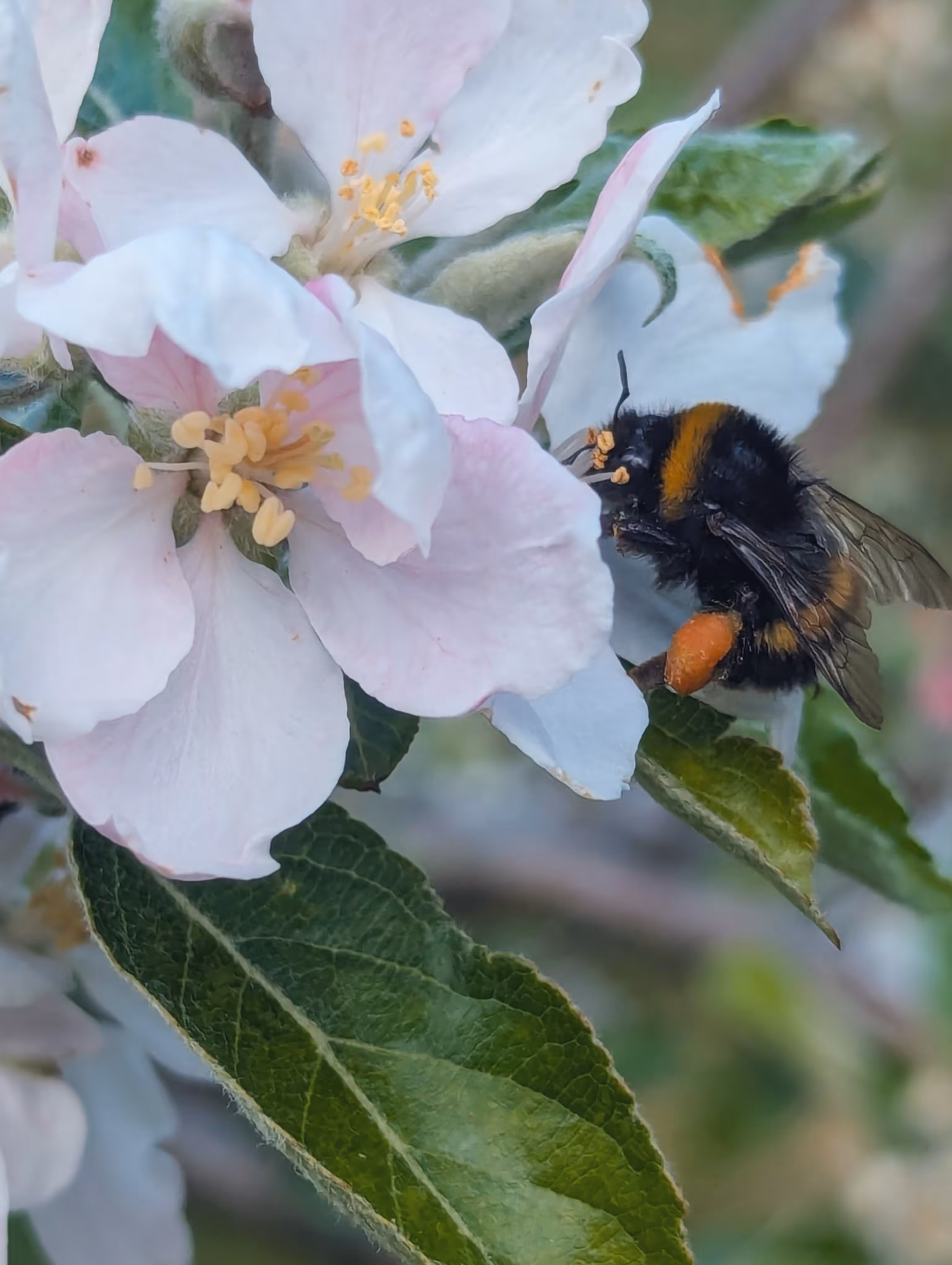 Bee a tree
