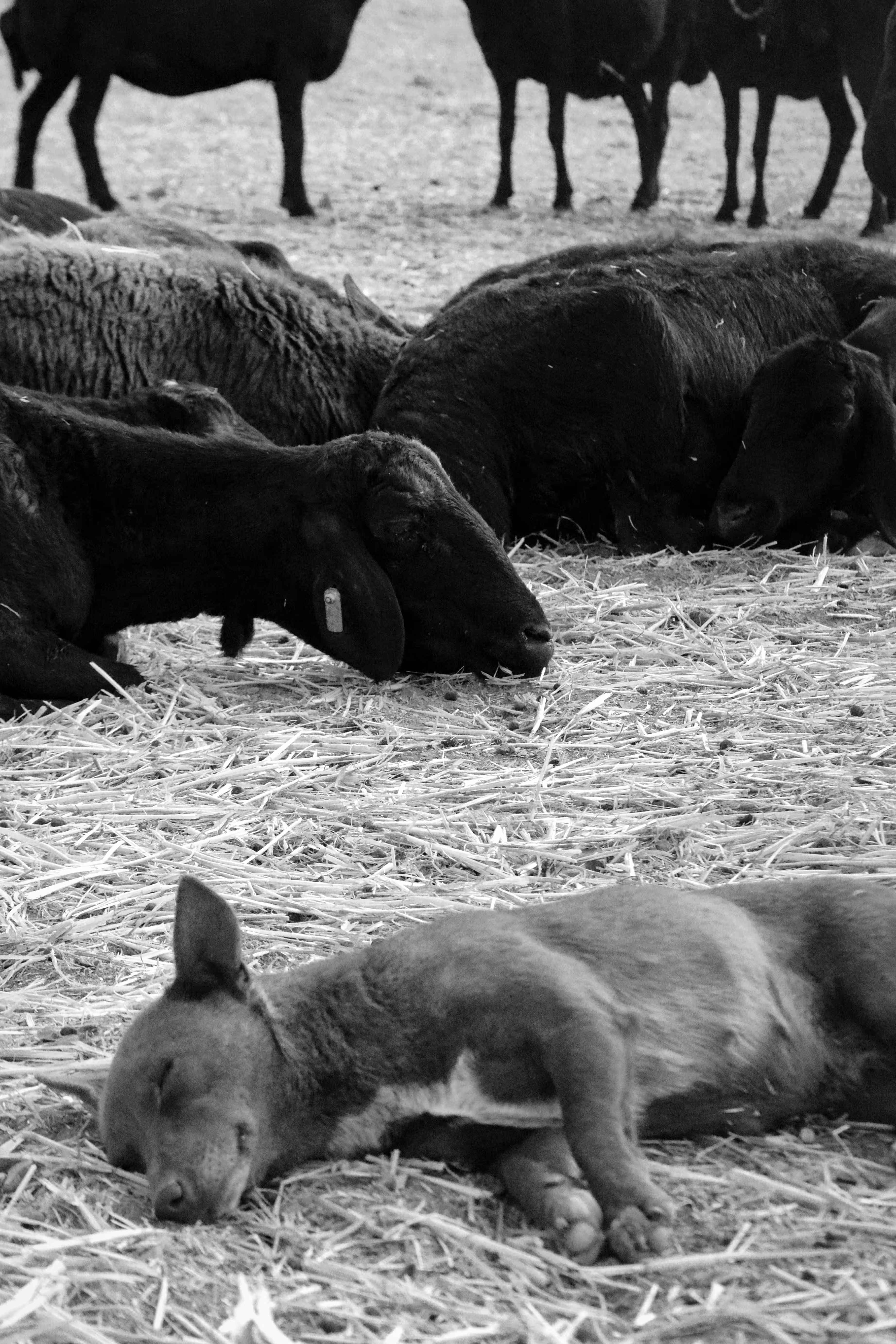 with the wind : Peace Among the Flock