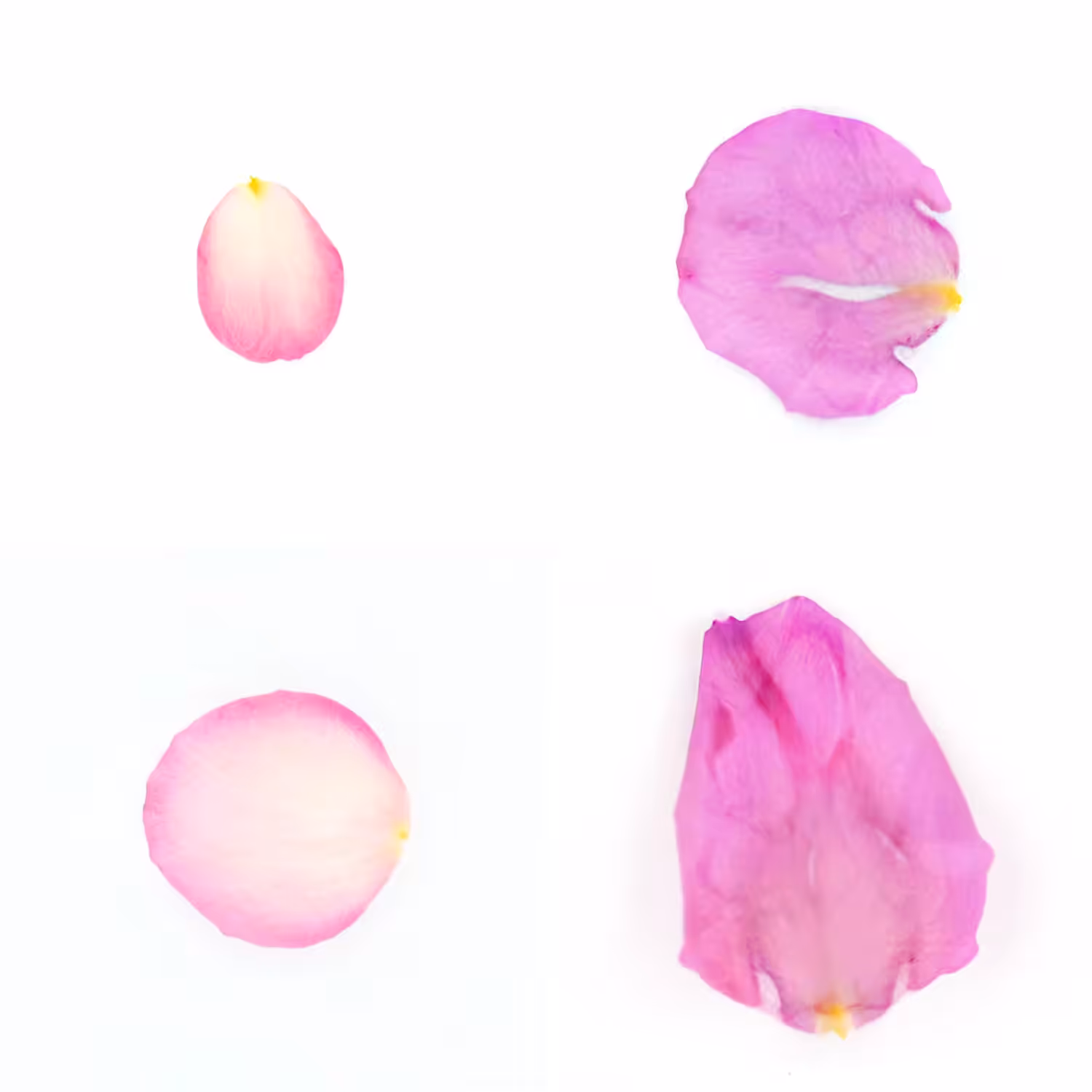 Infinite Petals 2x2#20004