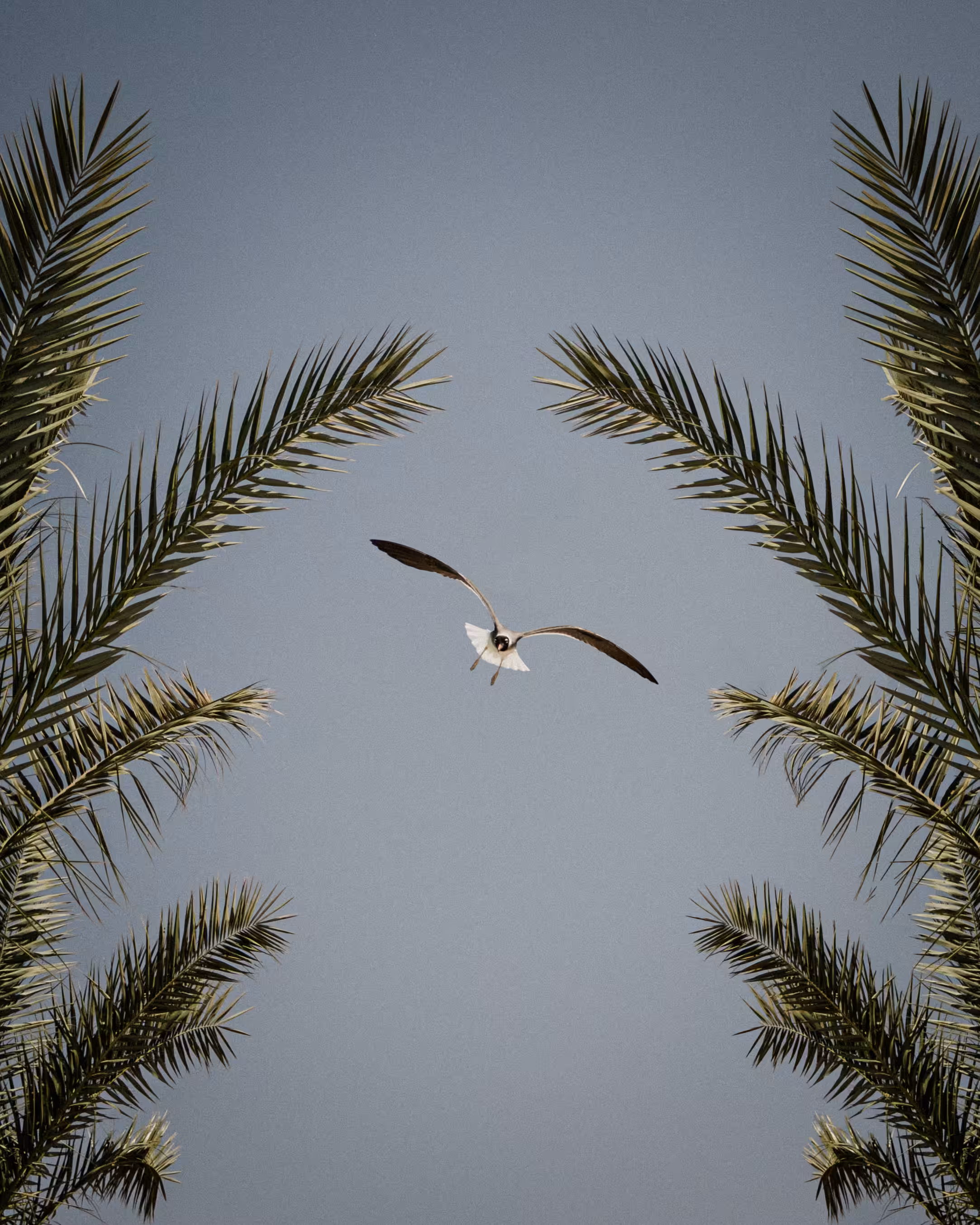 Mid Flight