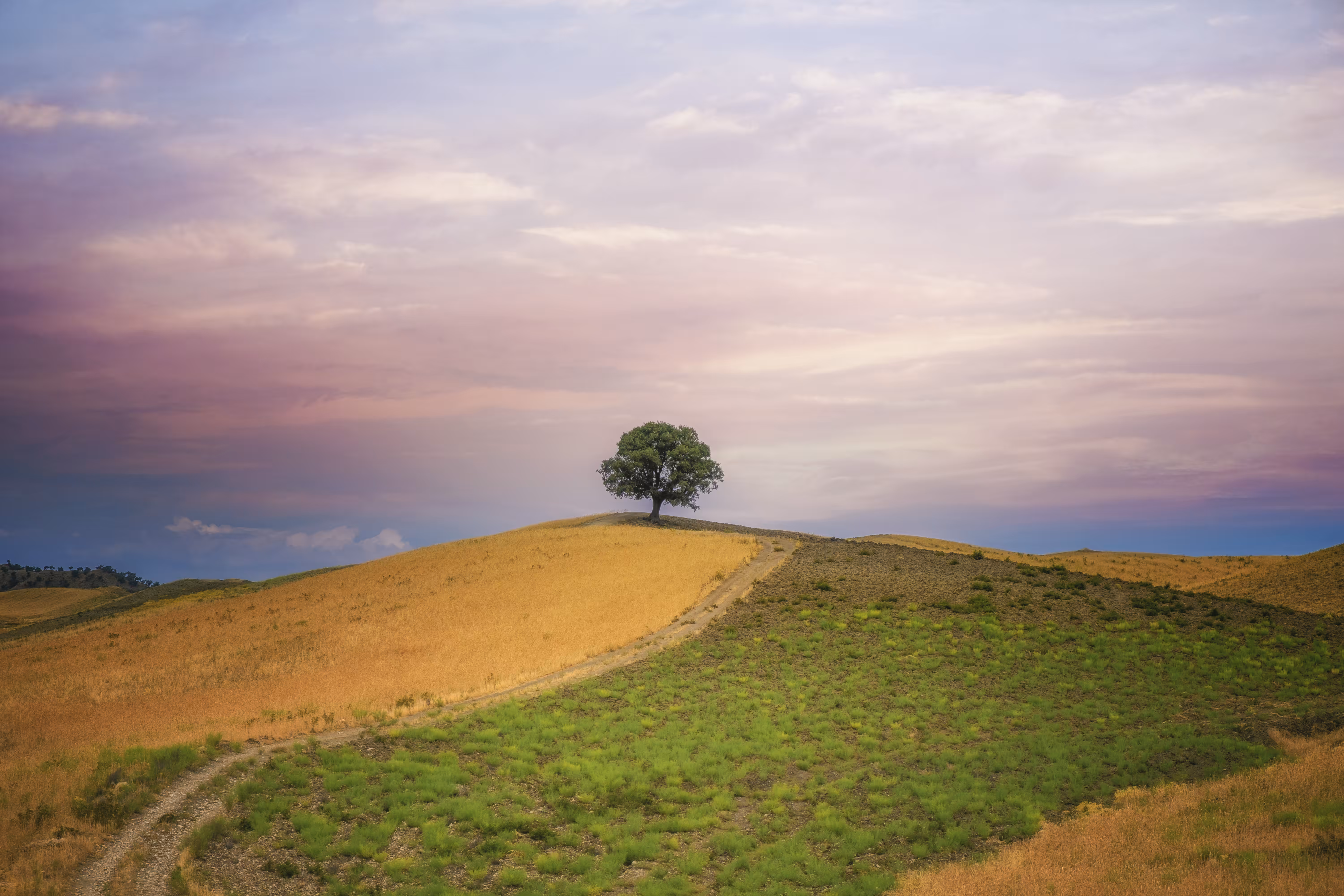 Tree of life
