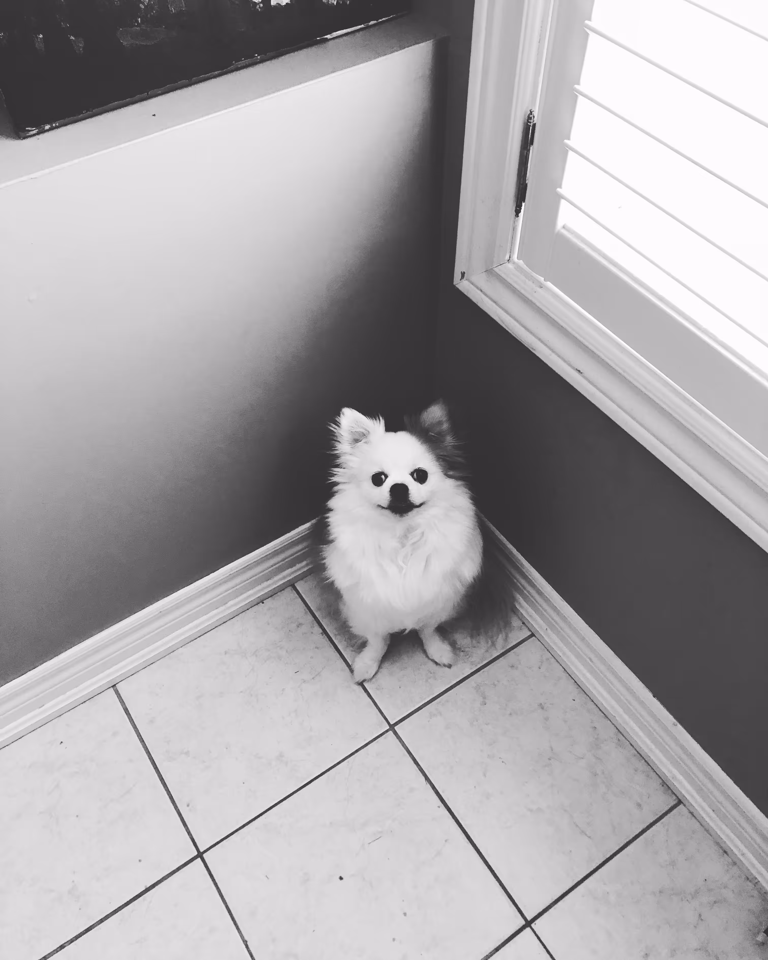 ghost bean