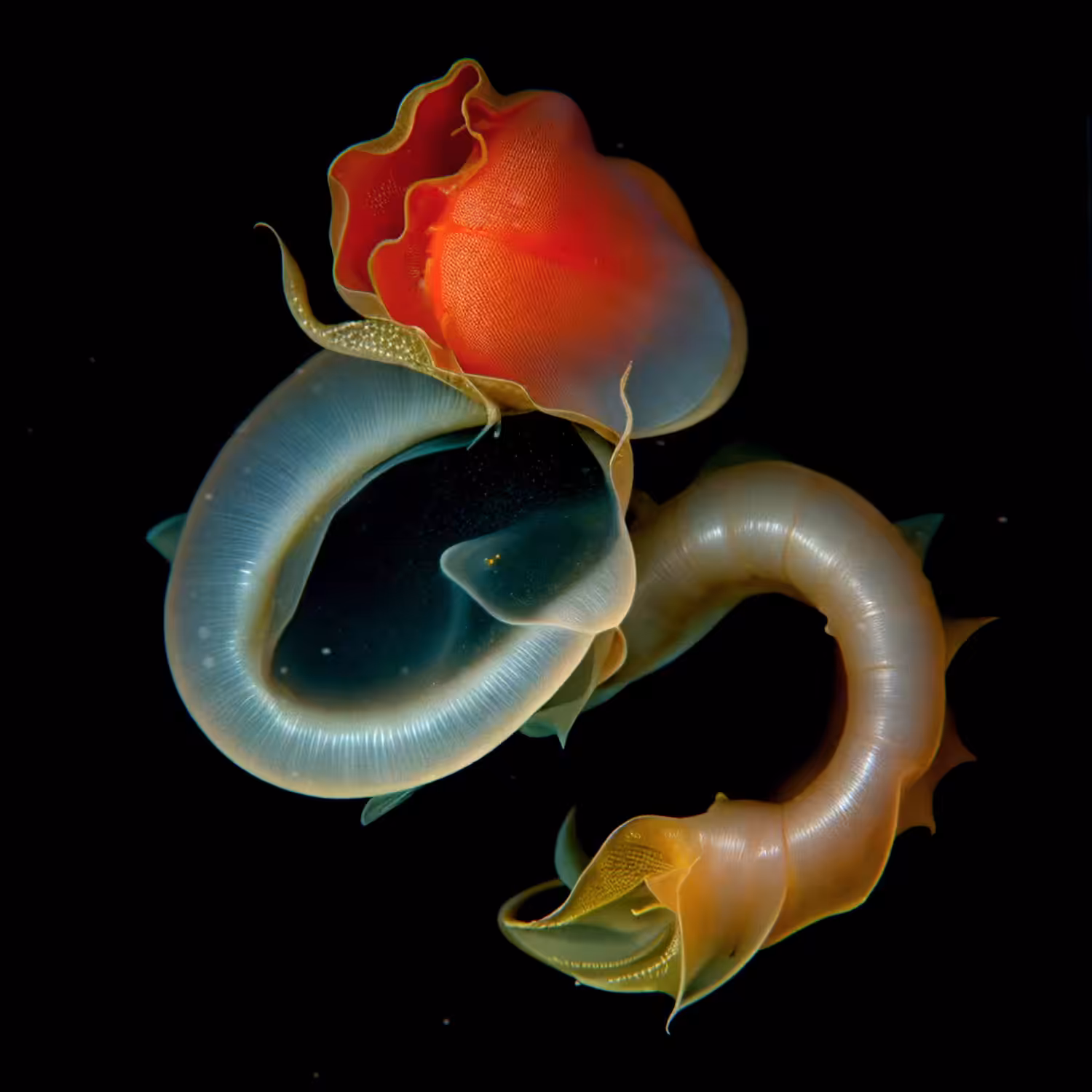 Flavus Tentaculum
