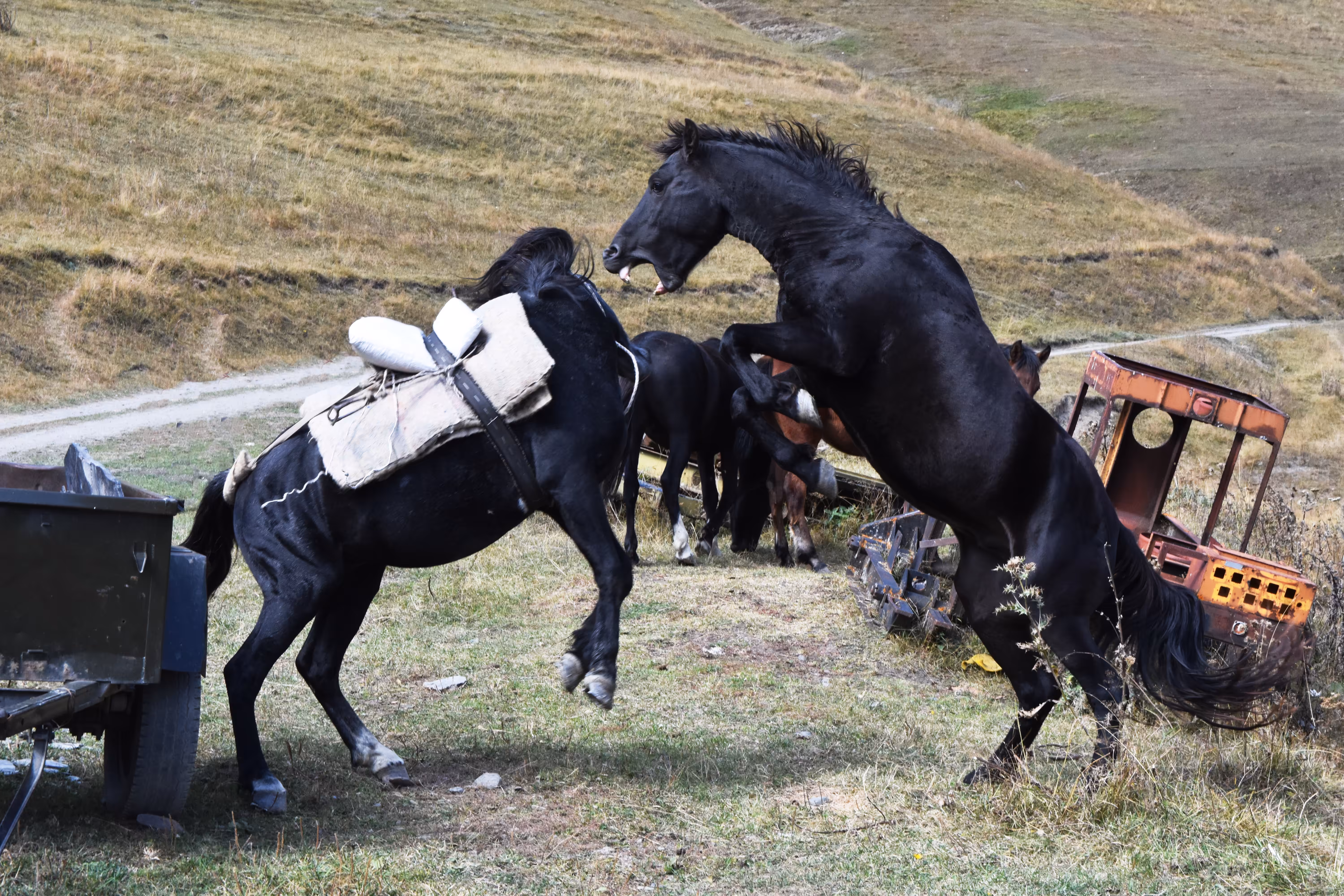 Stallions