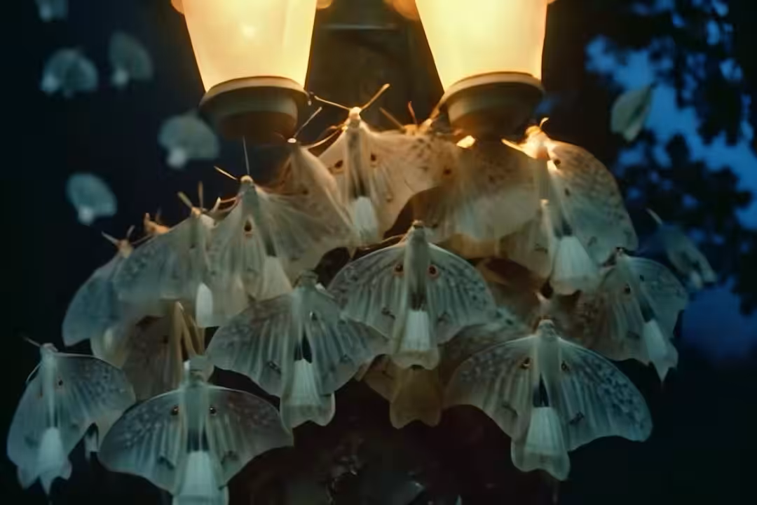 Felipe Posada - The Moth Academy