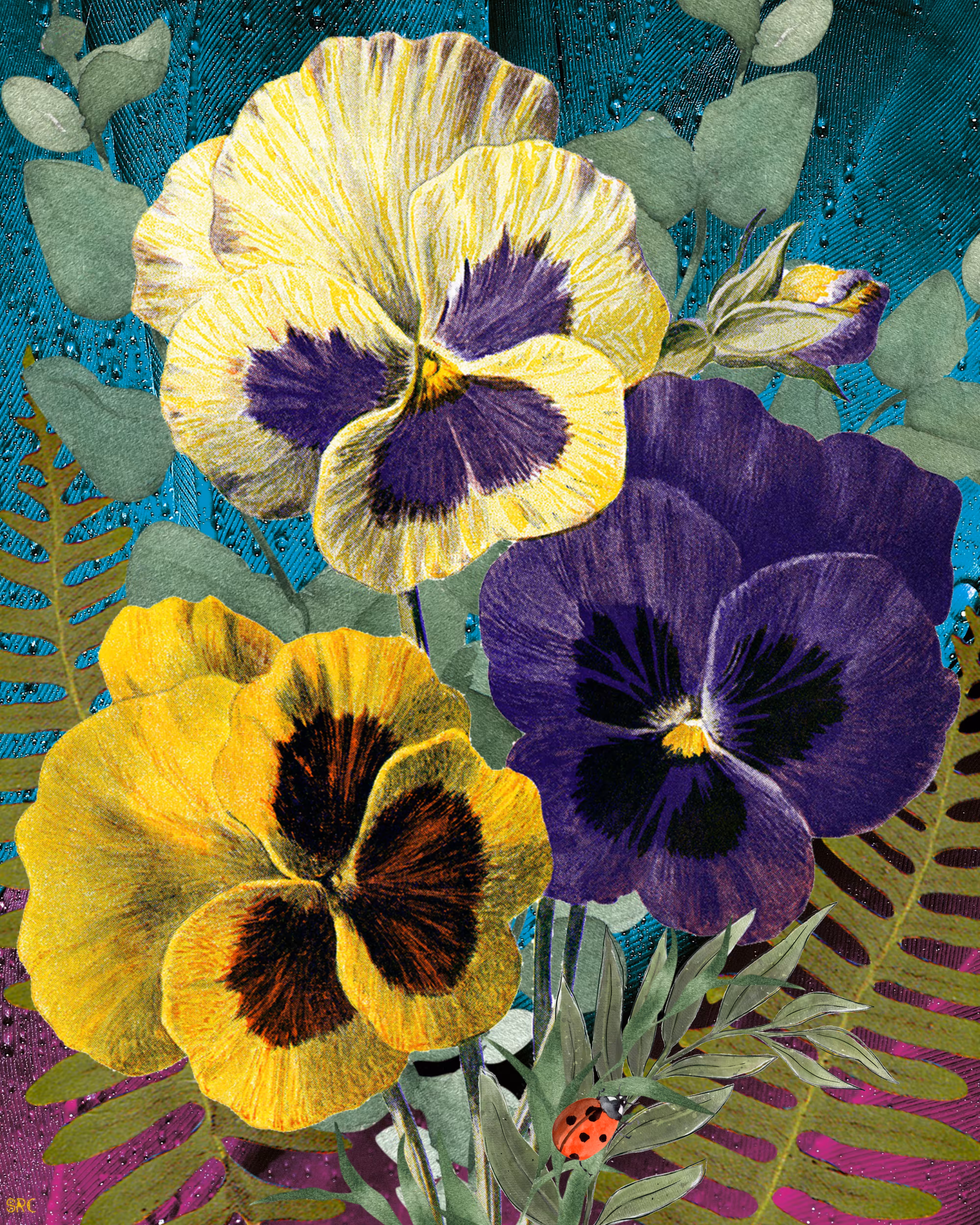 Pansies Bloom