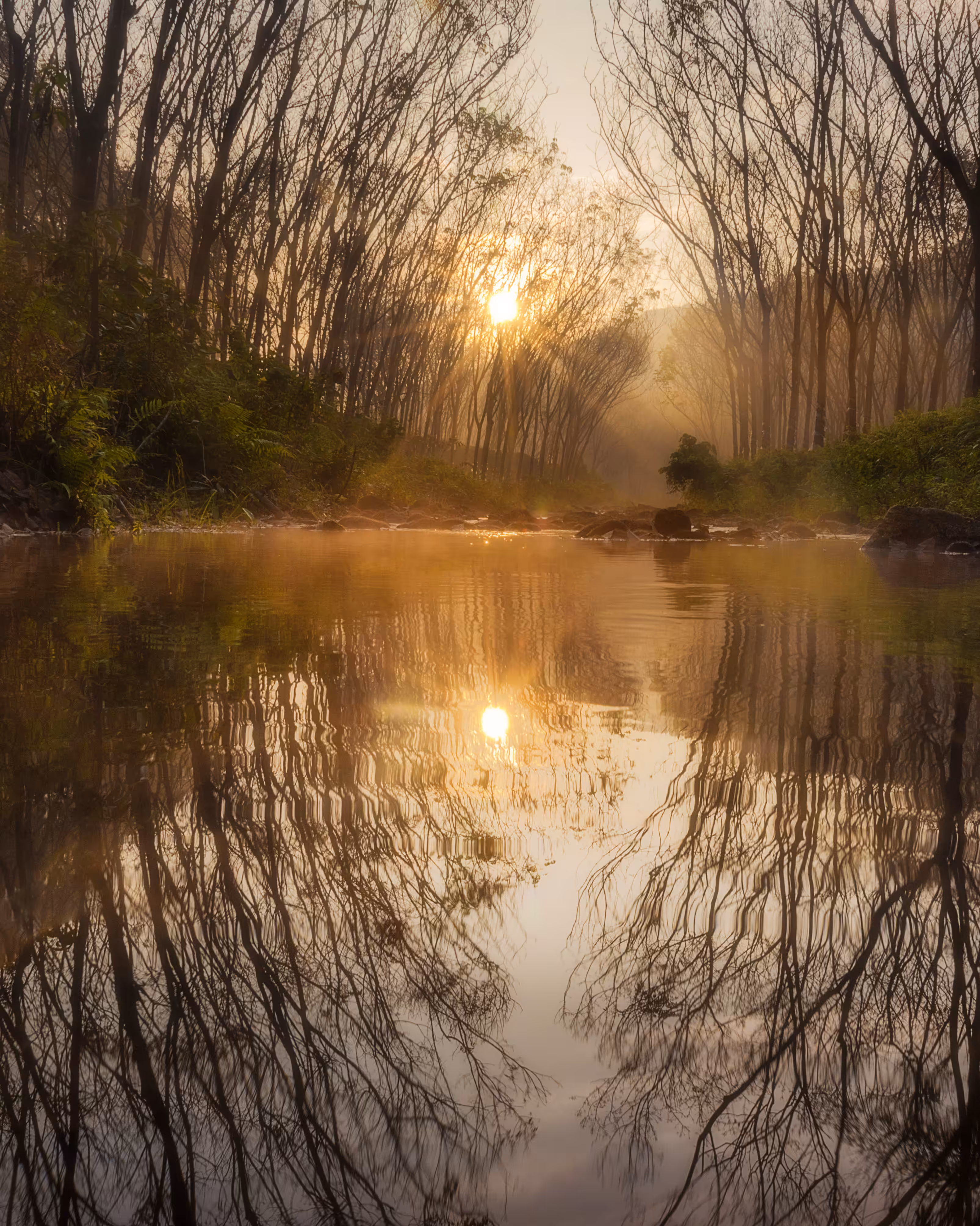 Dreamy Morning 