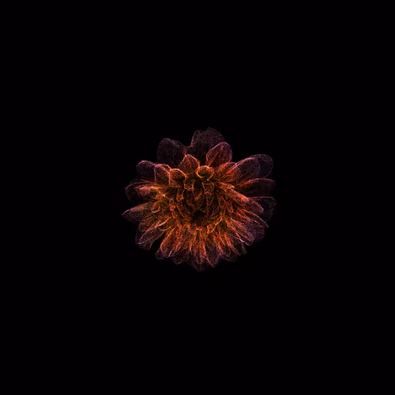 Dahlia Pinnata 30 #83