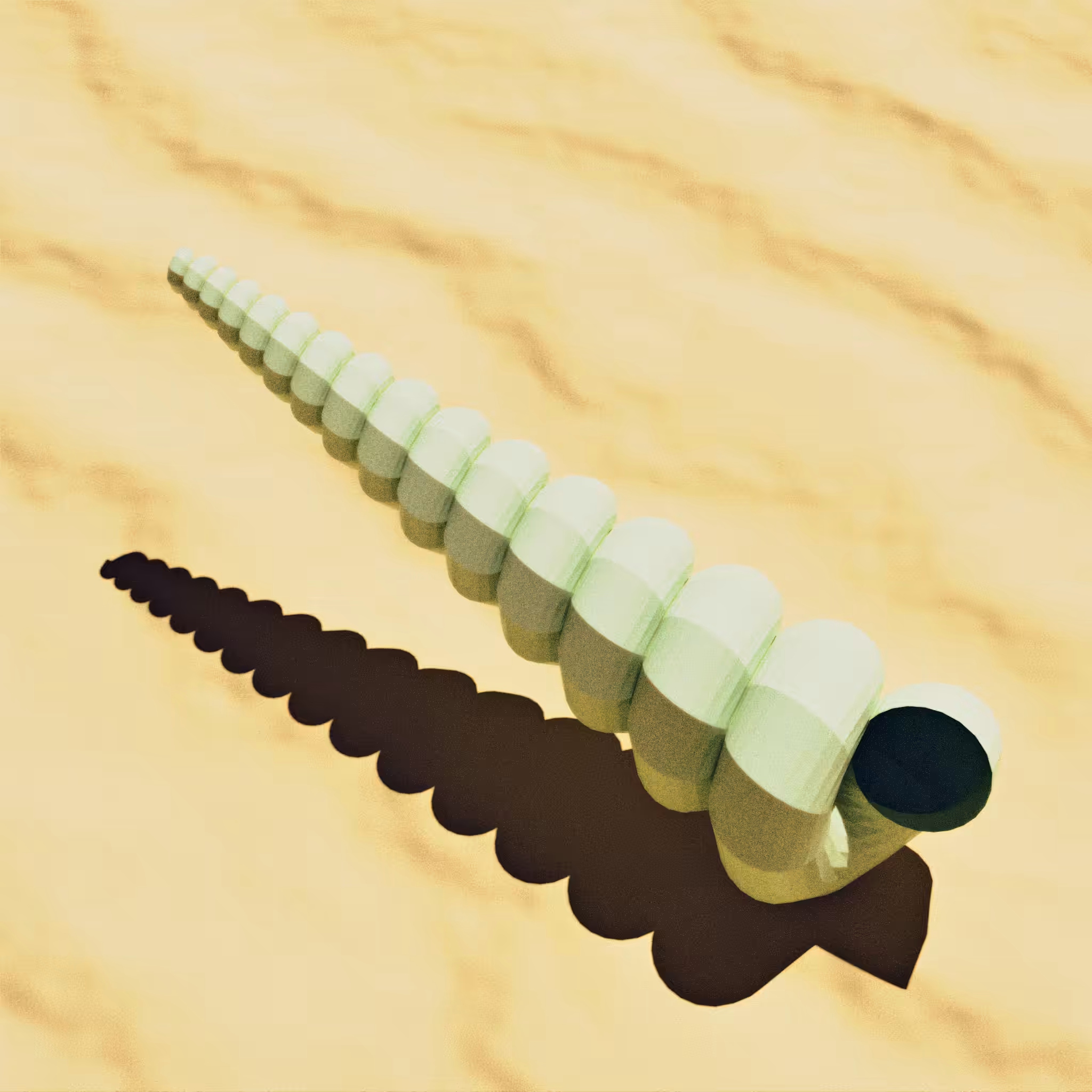Turritella 2
