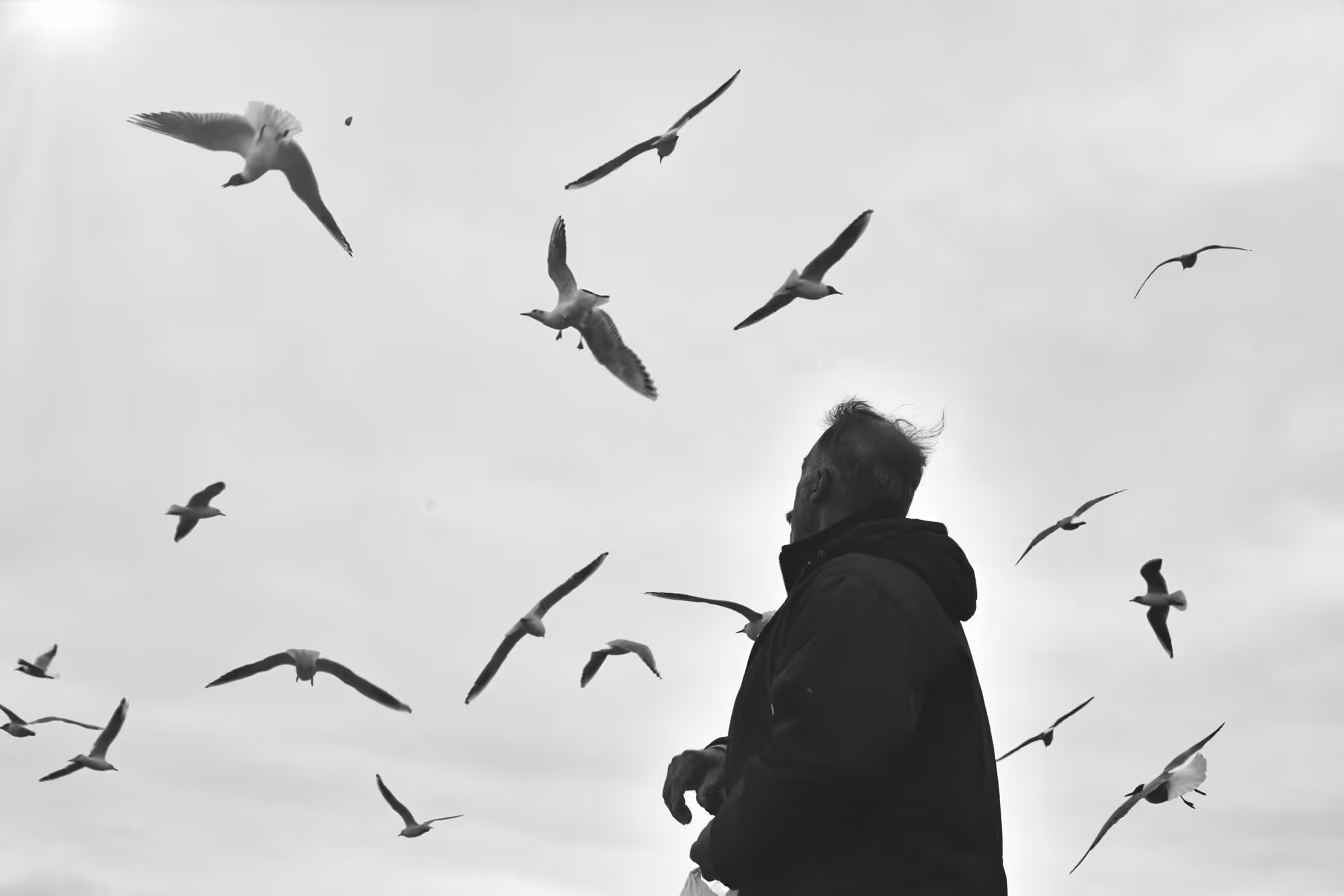 The old man and the birds