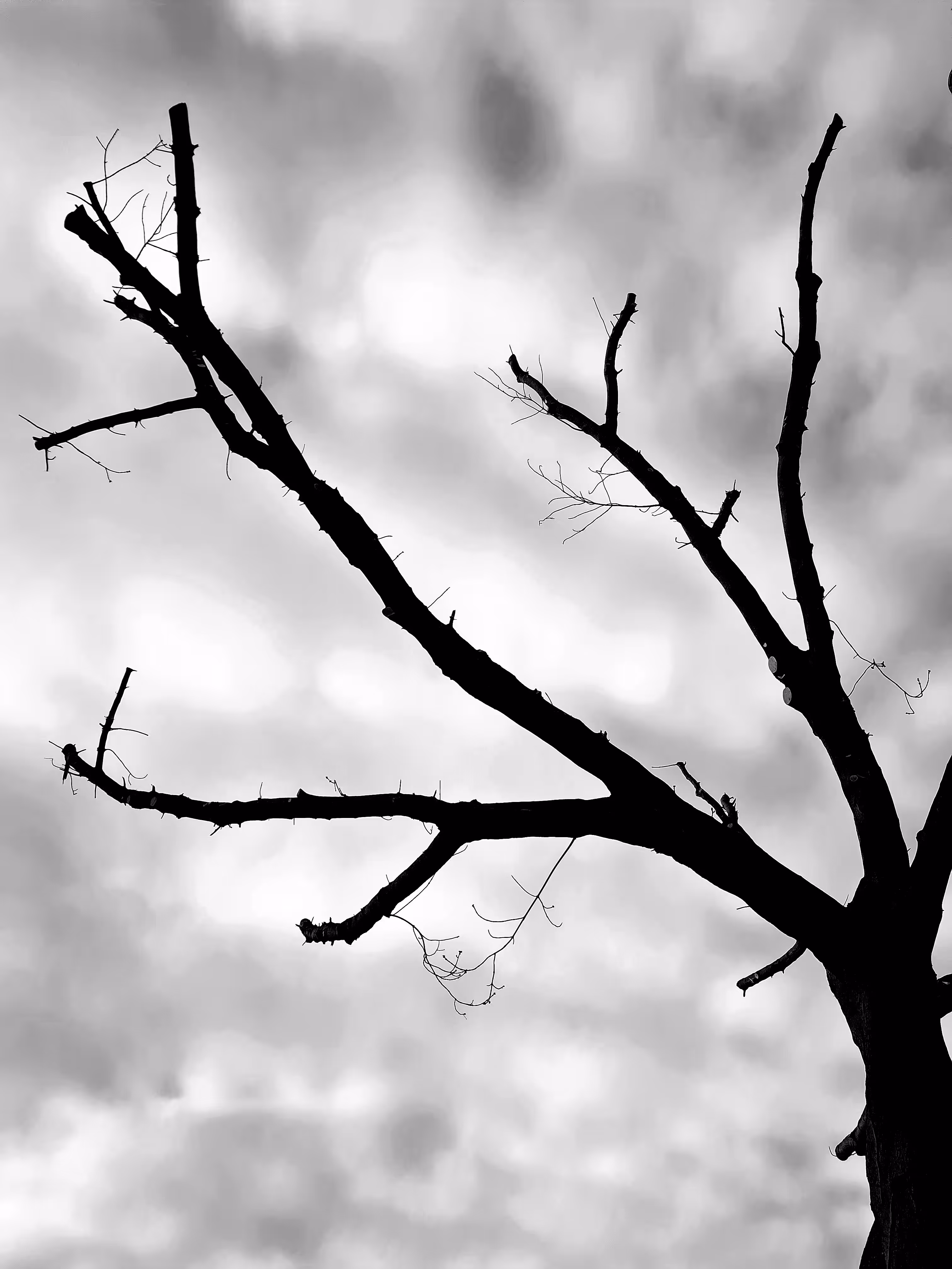 Gray passion