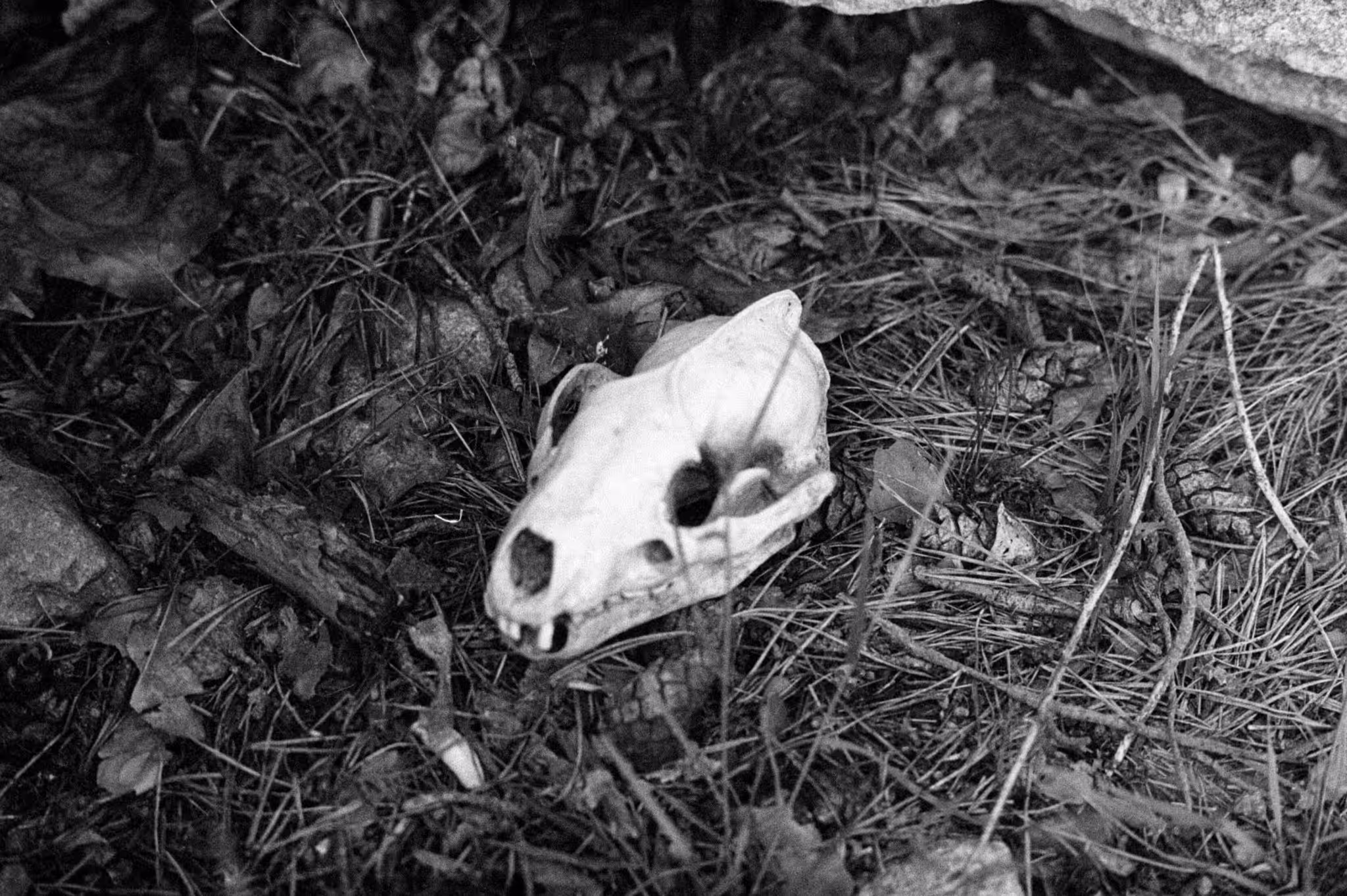 Badger Skull