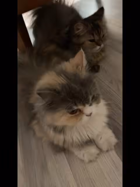 Caty&Goli
