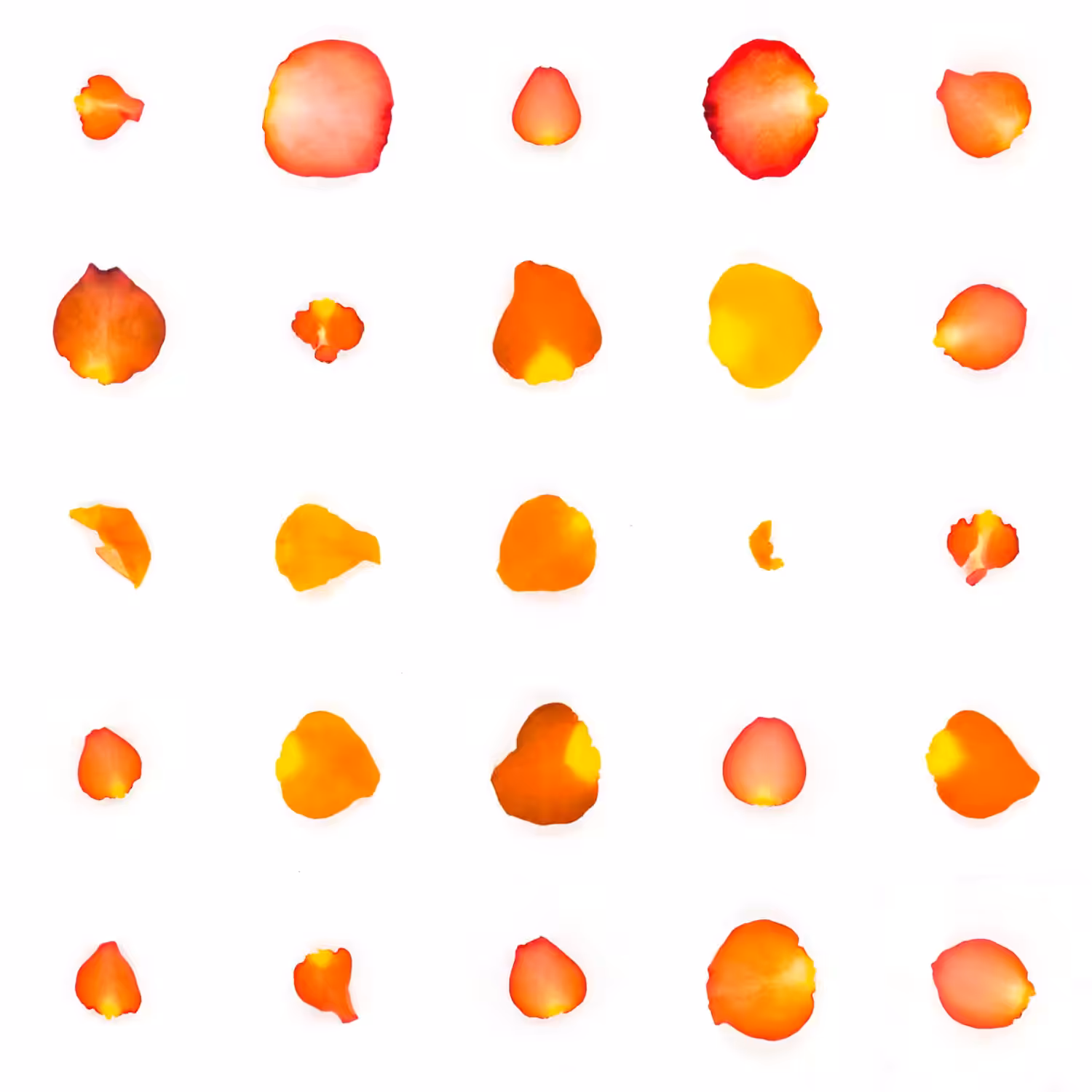 Infinite Petals 5x5#22614