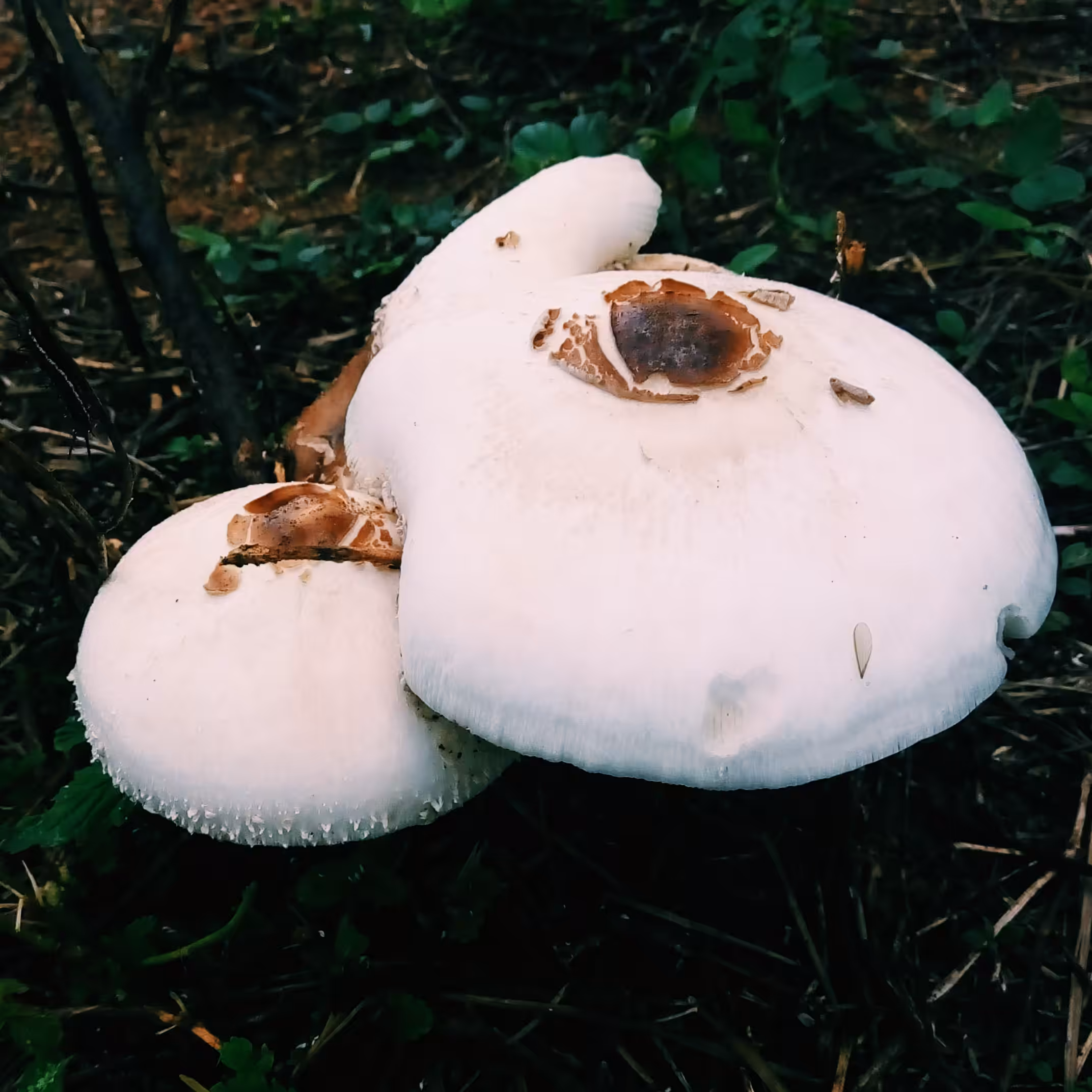 Fungi God 