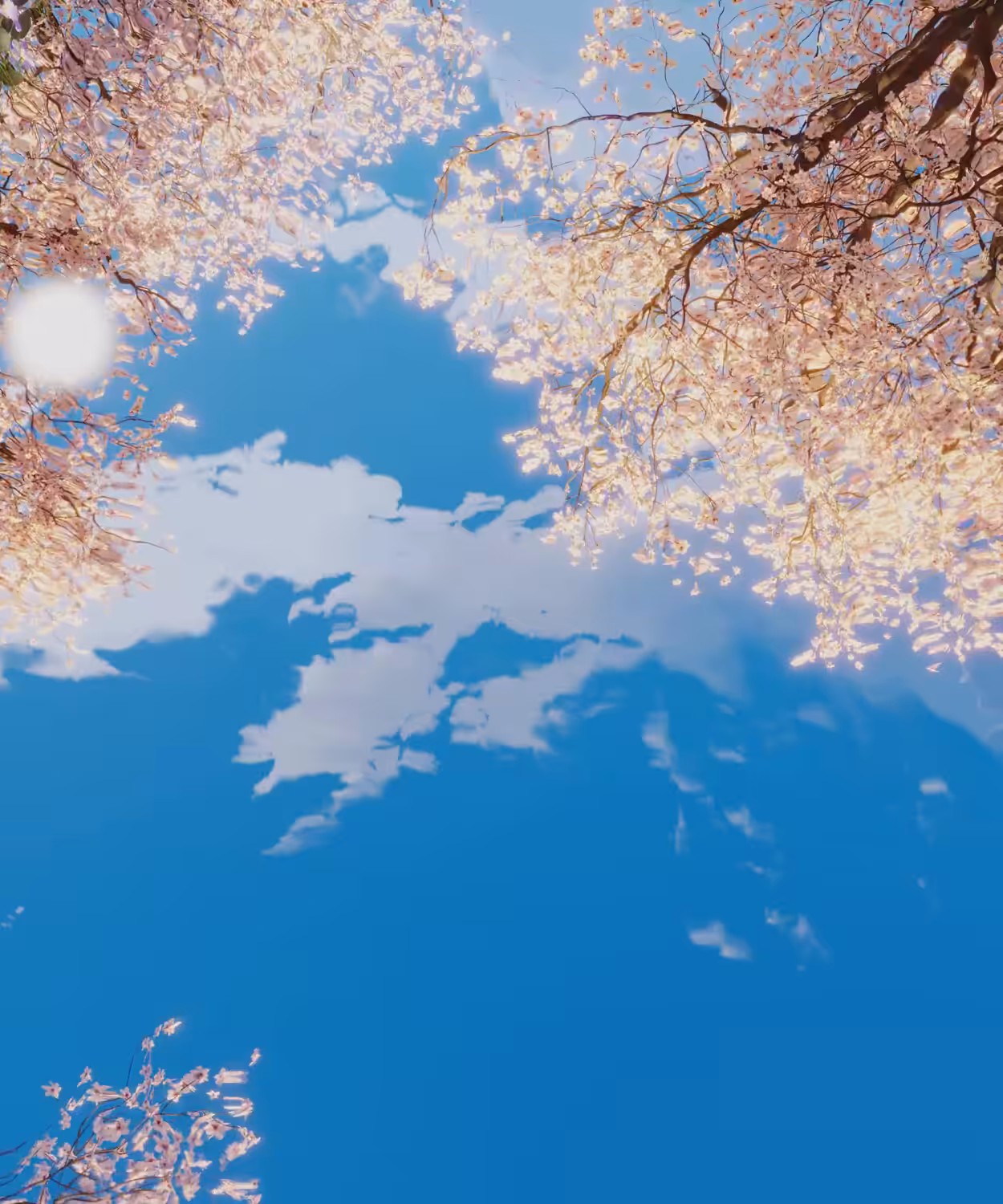 Sakura Stream