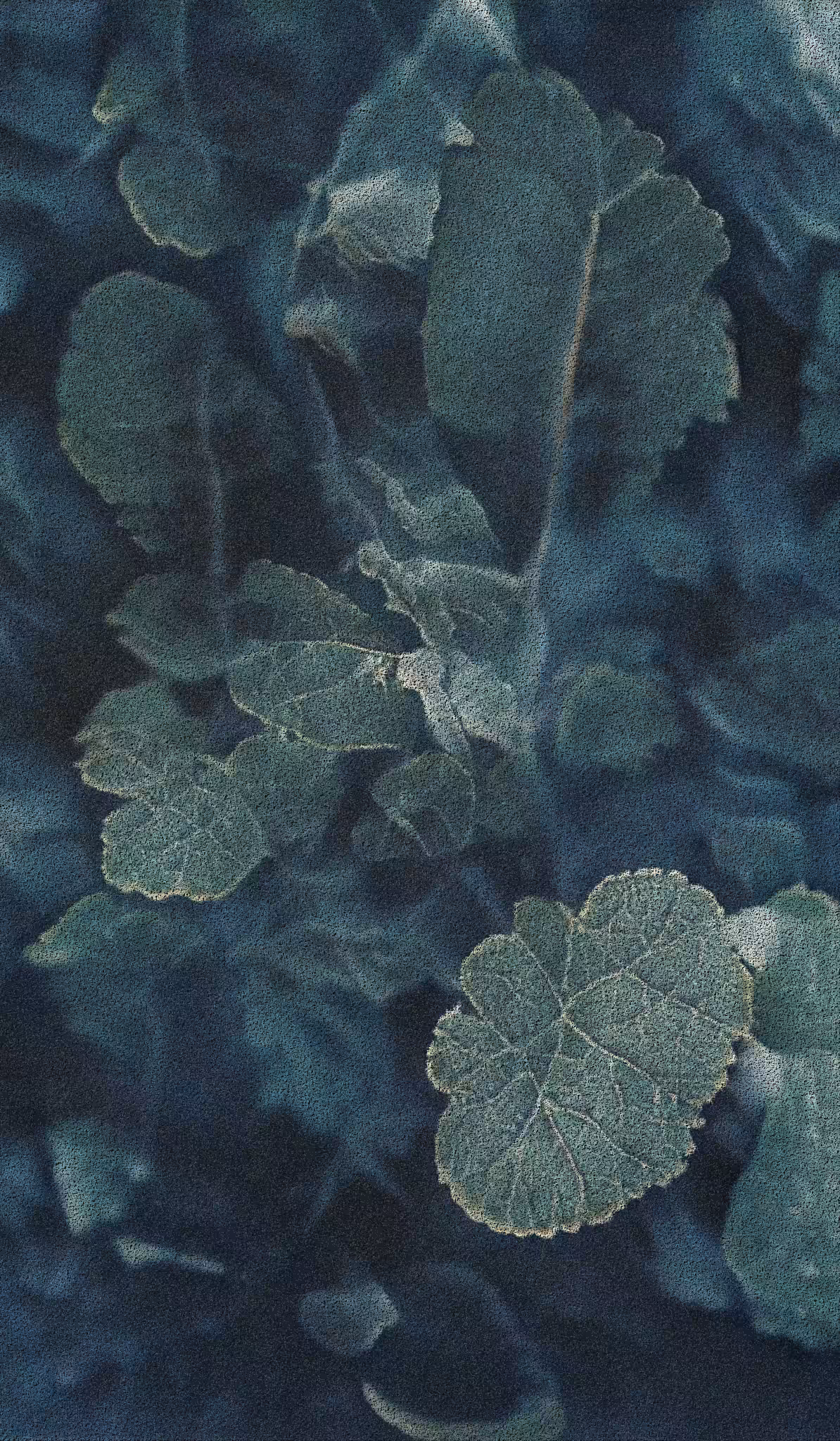 APPARATUS-VITIS: Apparatus Vitis #26