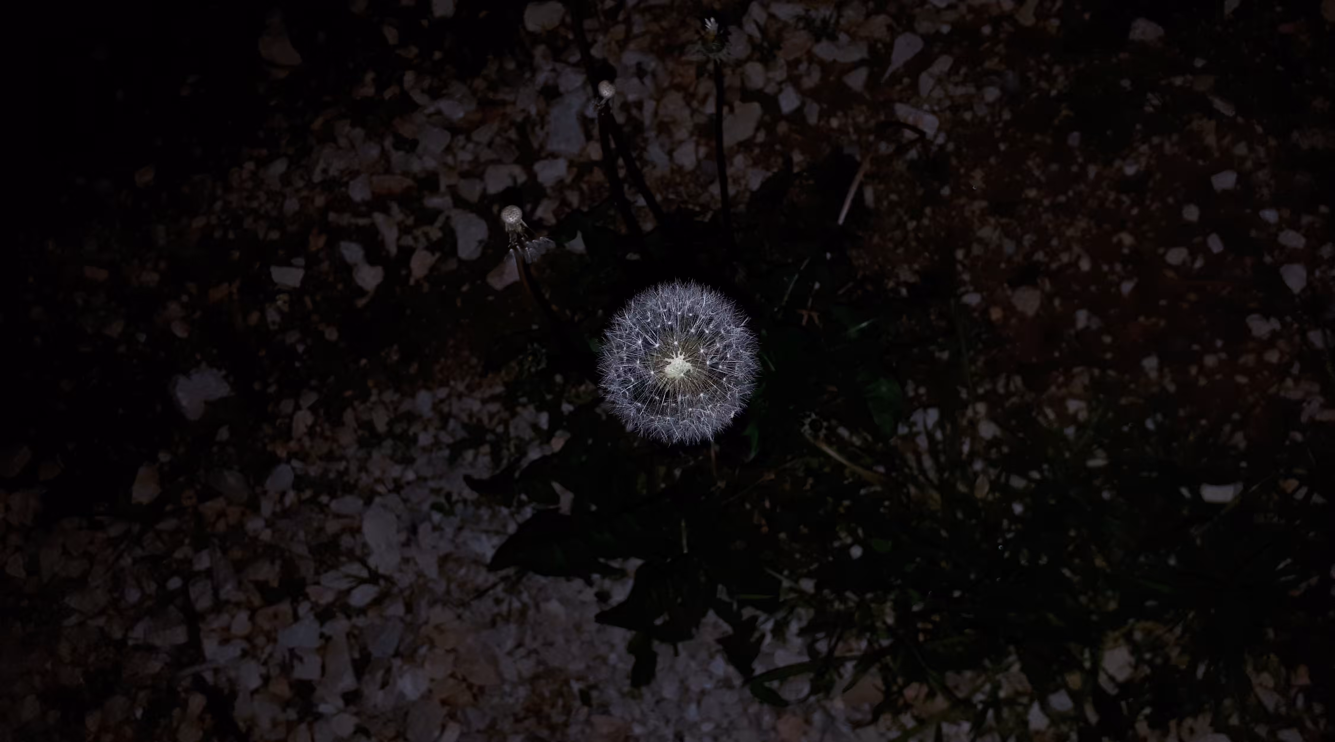 dandelion