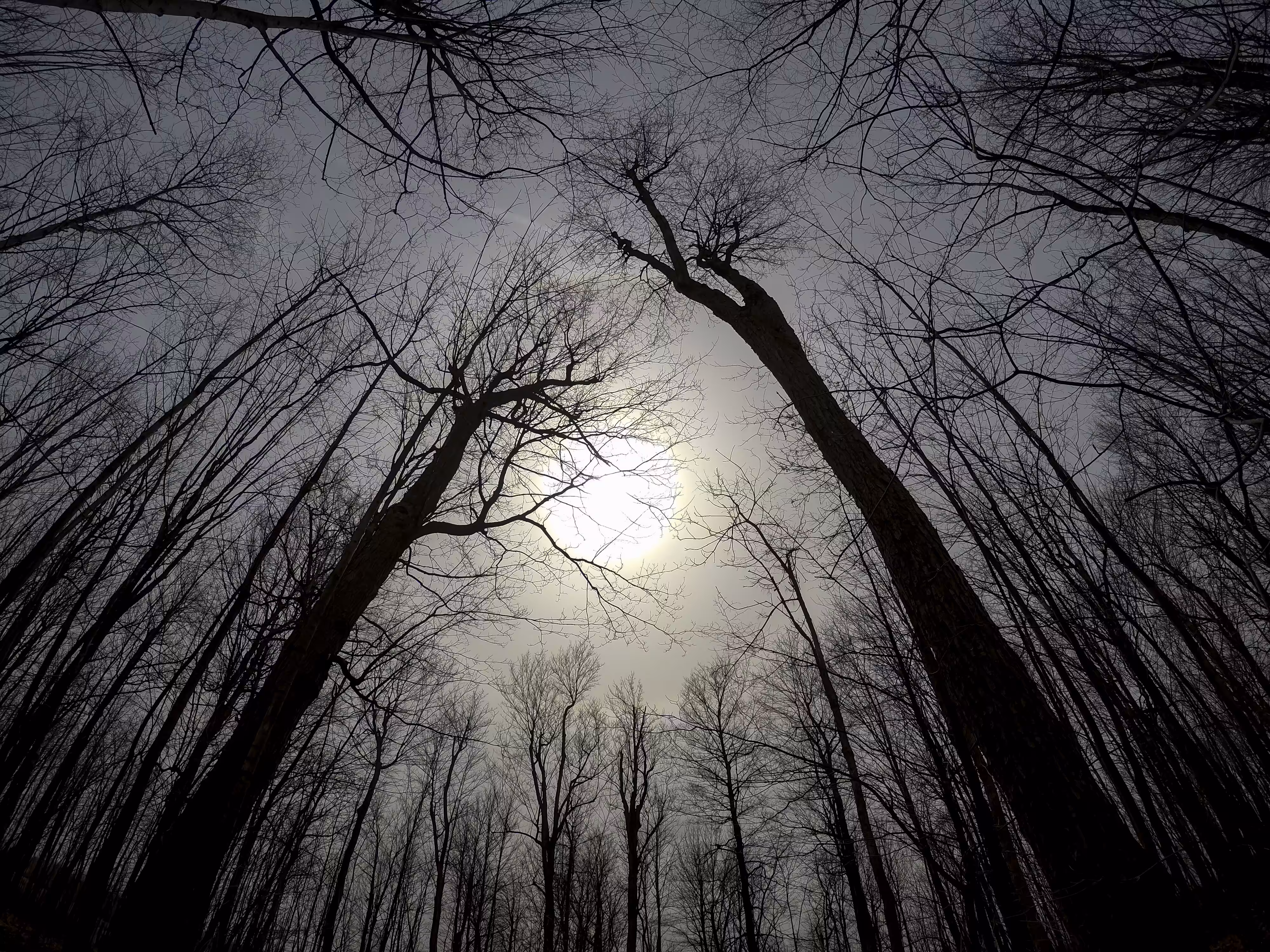 The trees are terrifying.