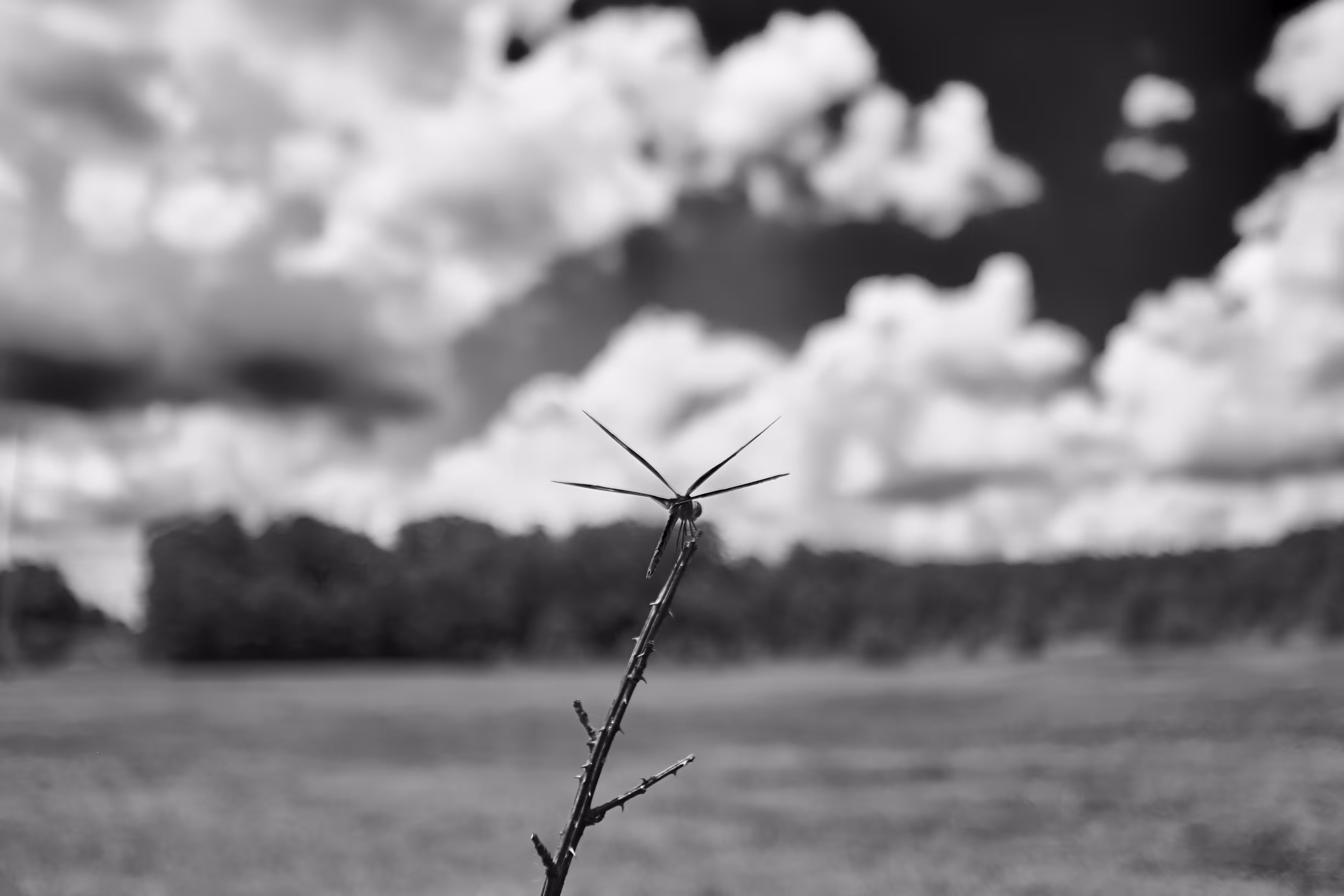 Infrared black and white