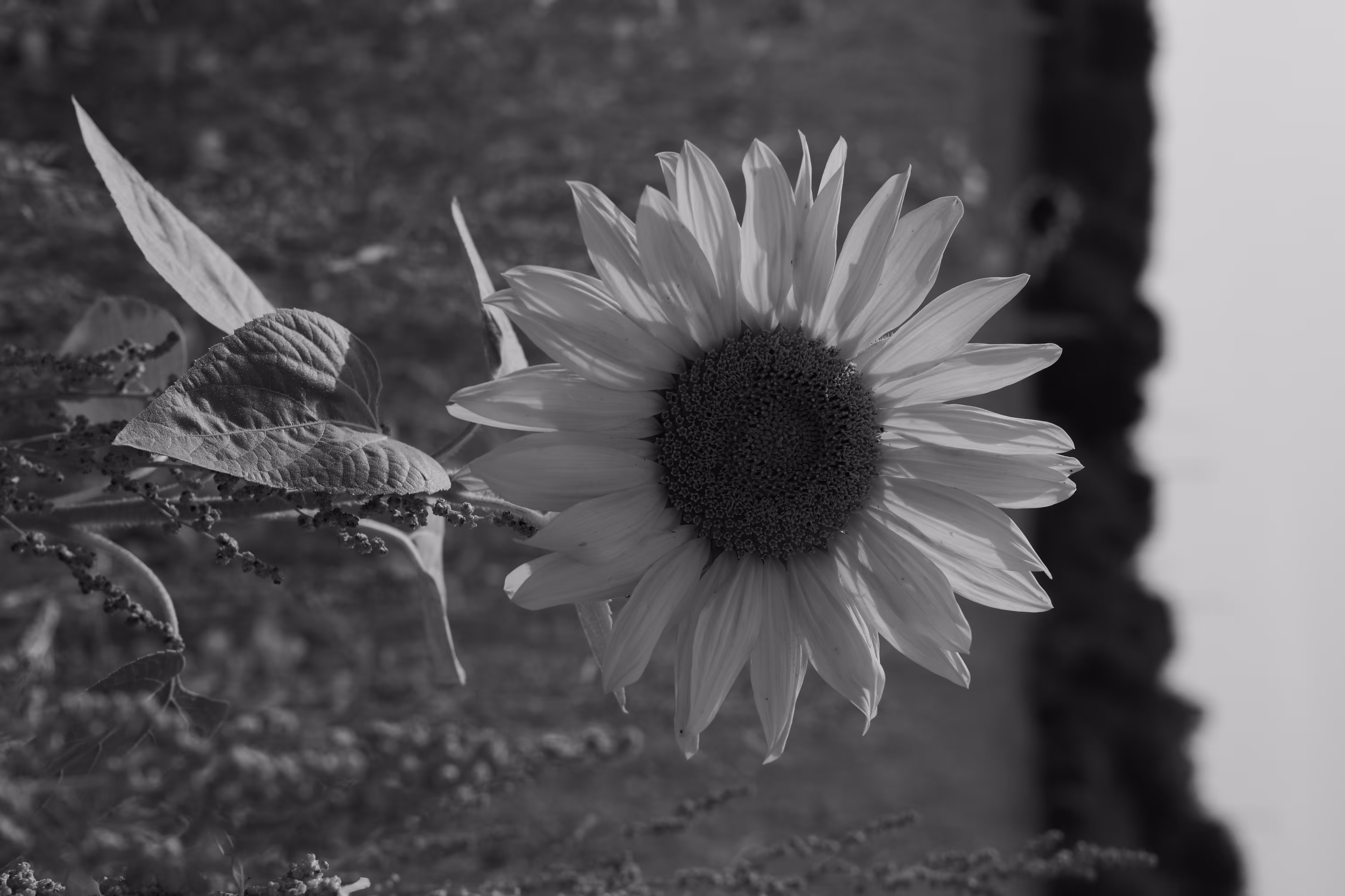 Circle Photos : Once, I was yellow... 