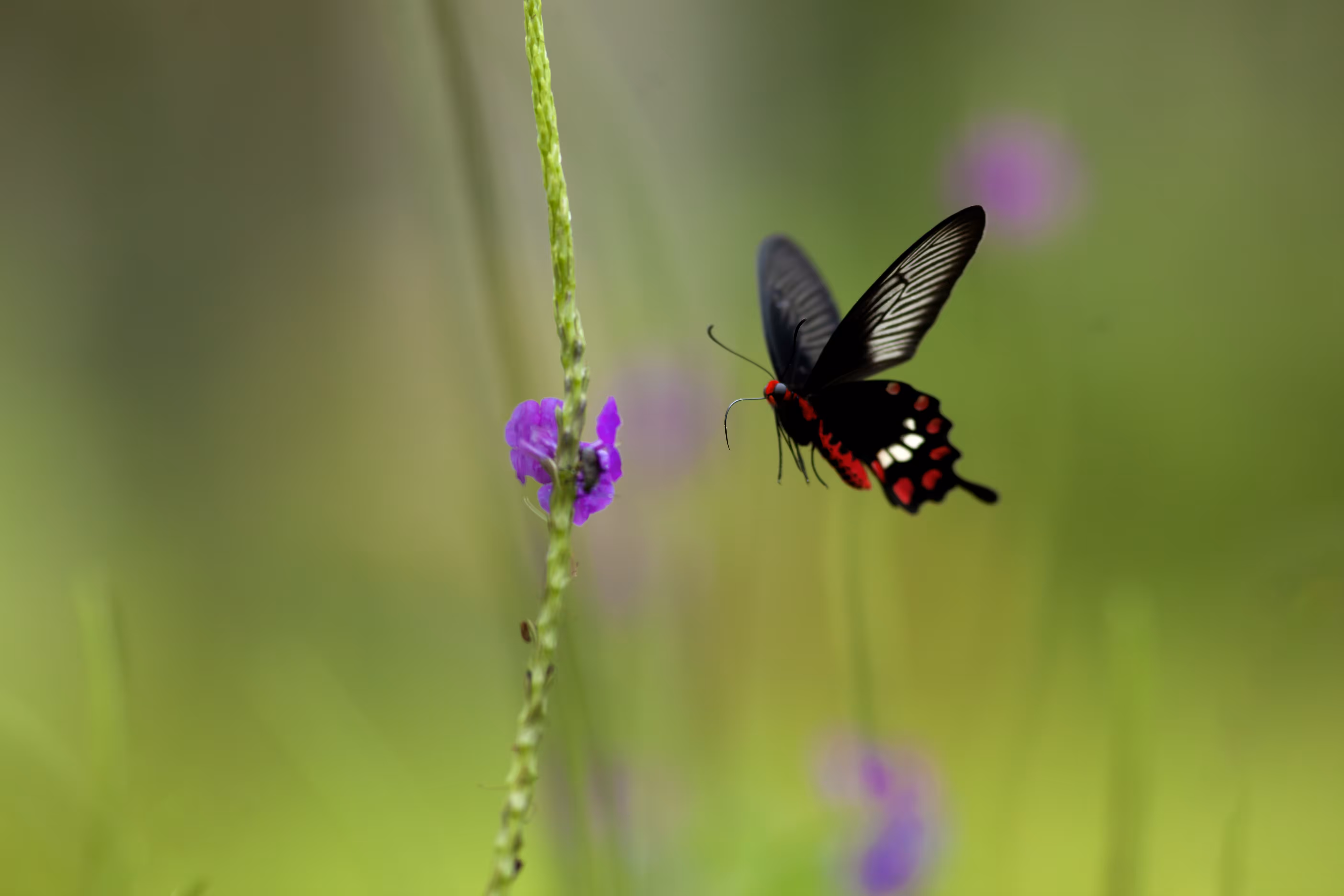 Winged Wonders #1