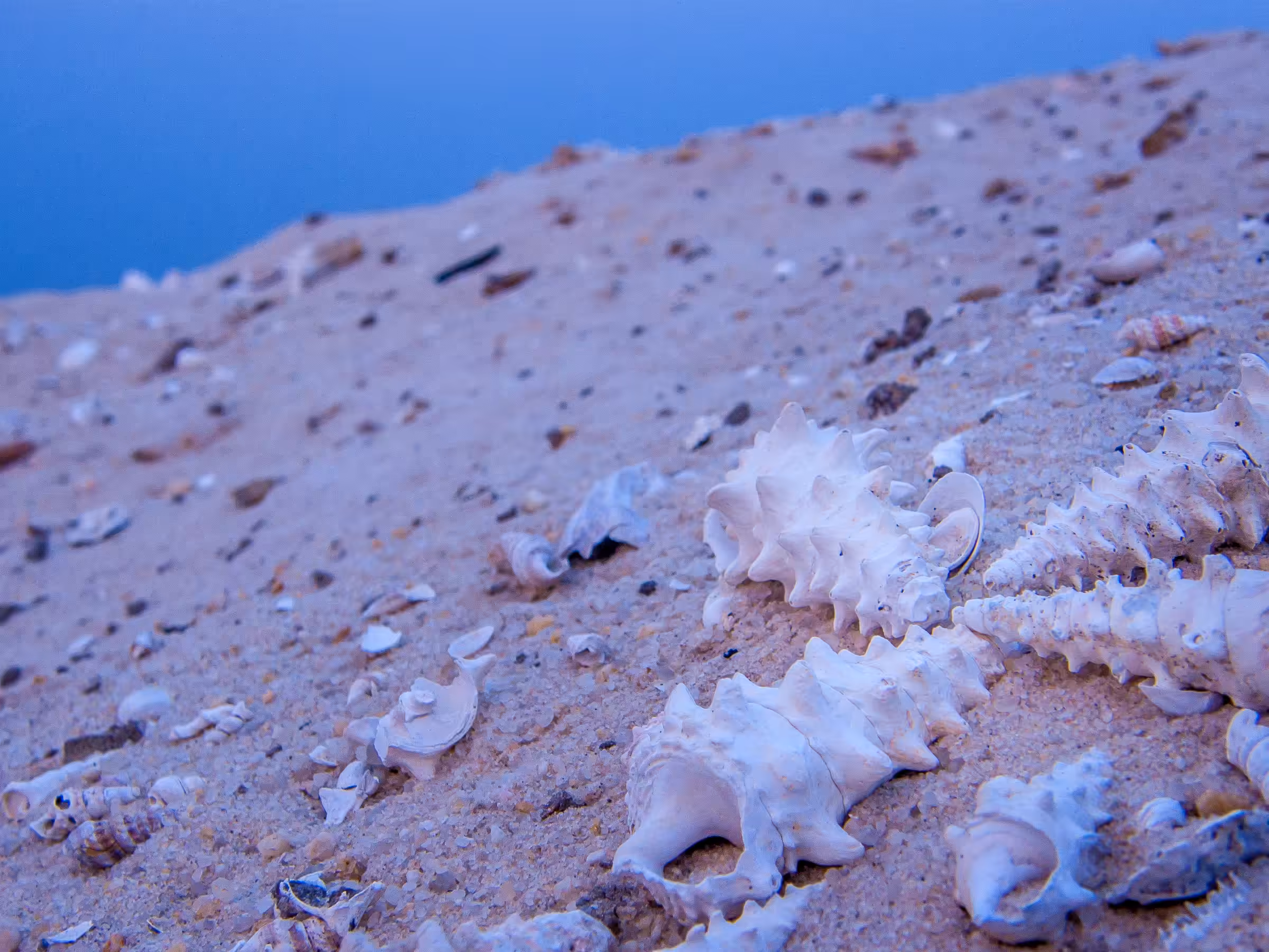 Show & Tell (in Color): Spire Shells