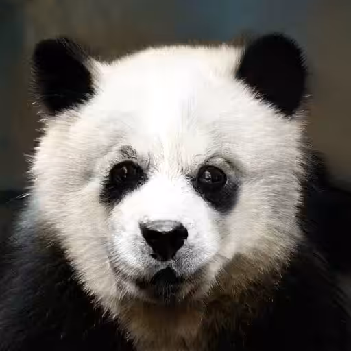 Panda Ai #1