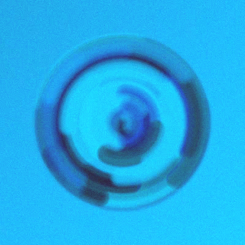 Wisp #444