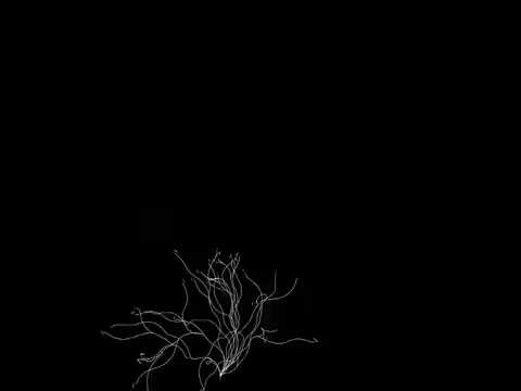 Bifurcation 001 