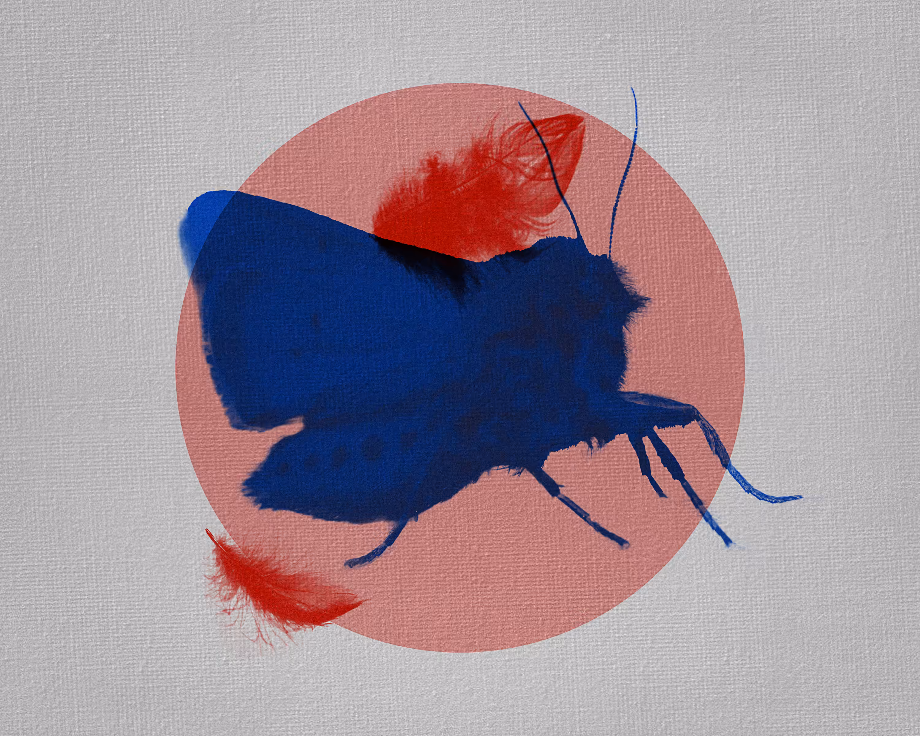 Phragmatobia Fuliginosa