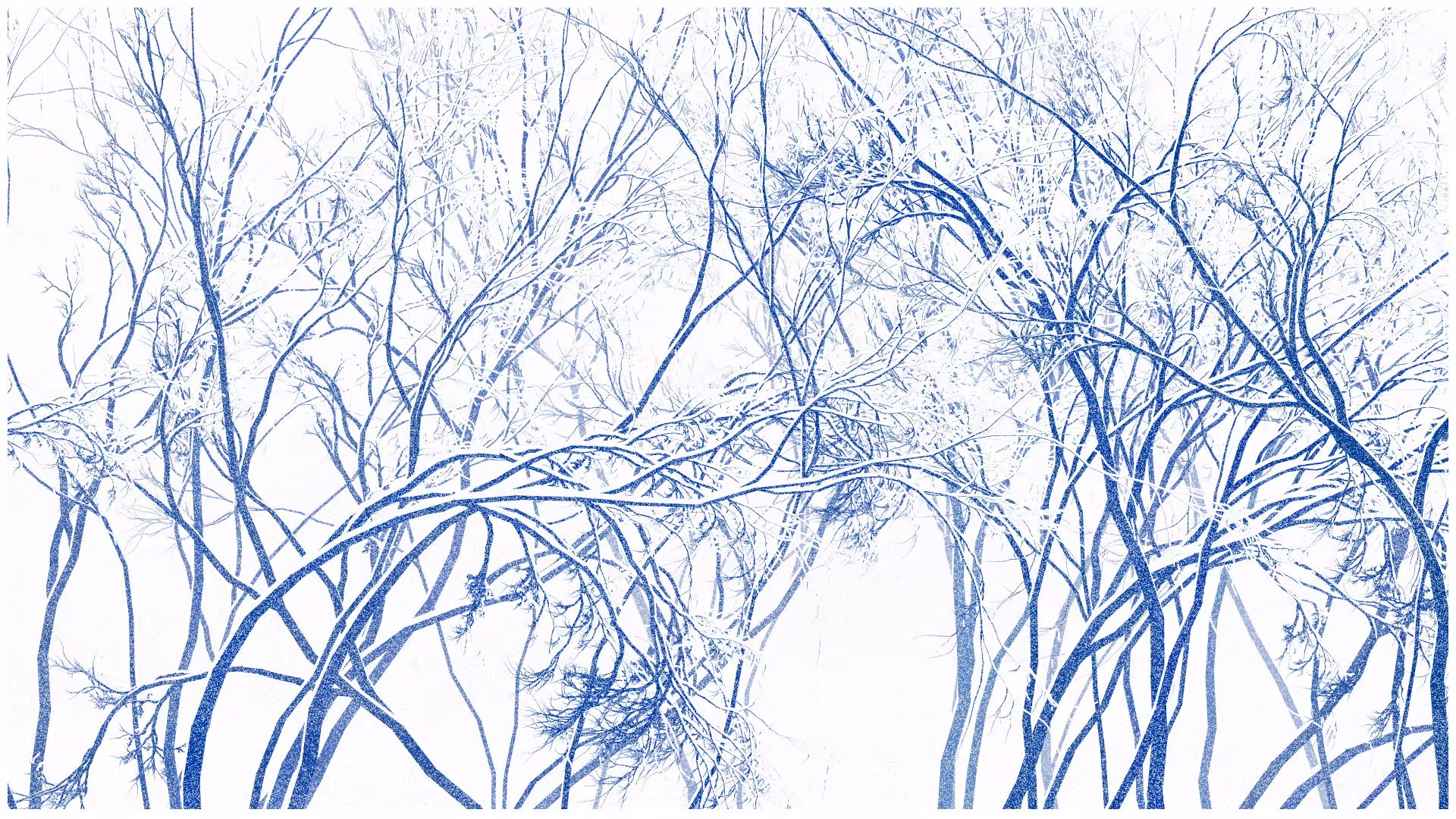 SCHNEEWALD #79