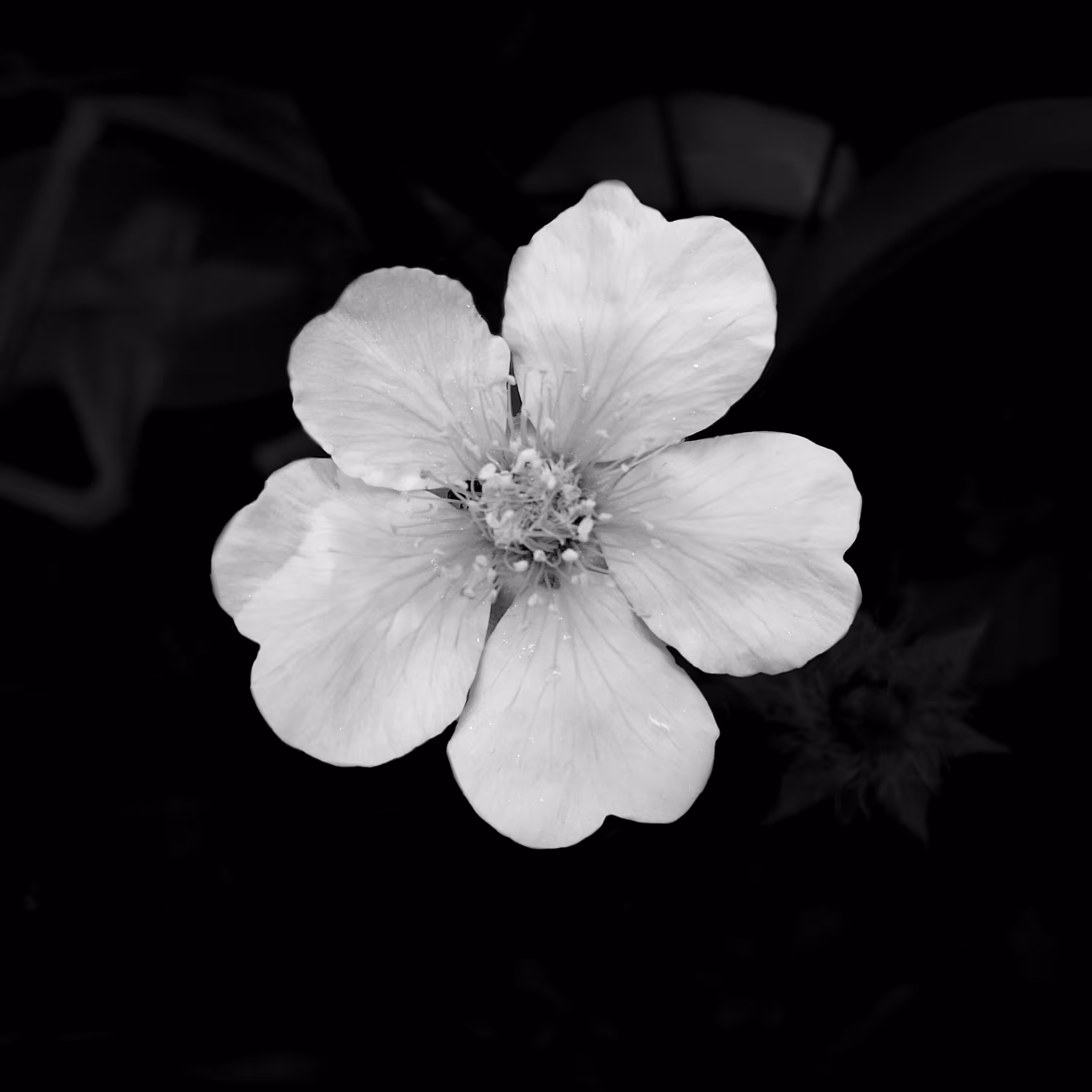 Flower 06