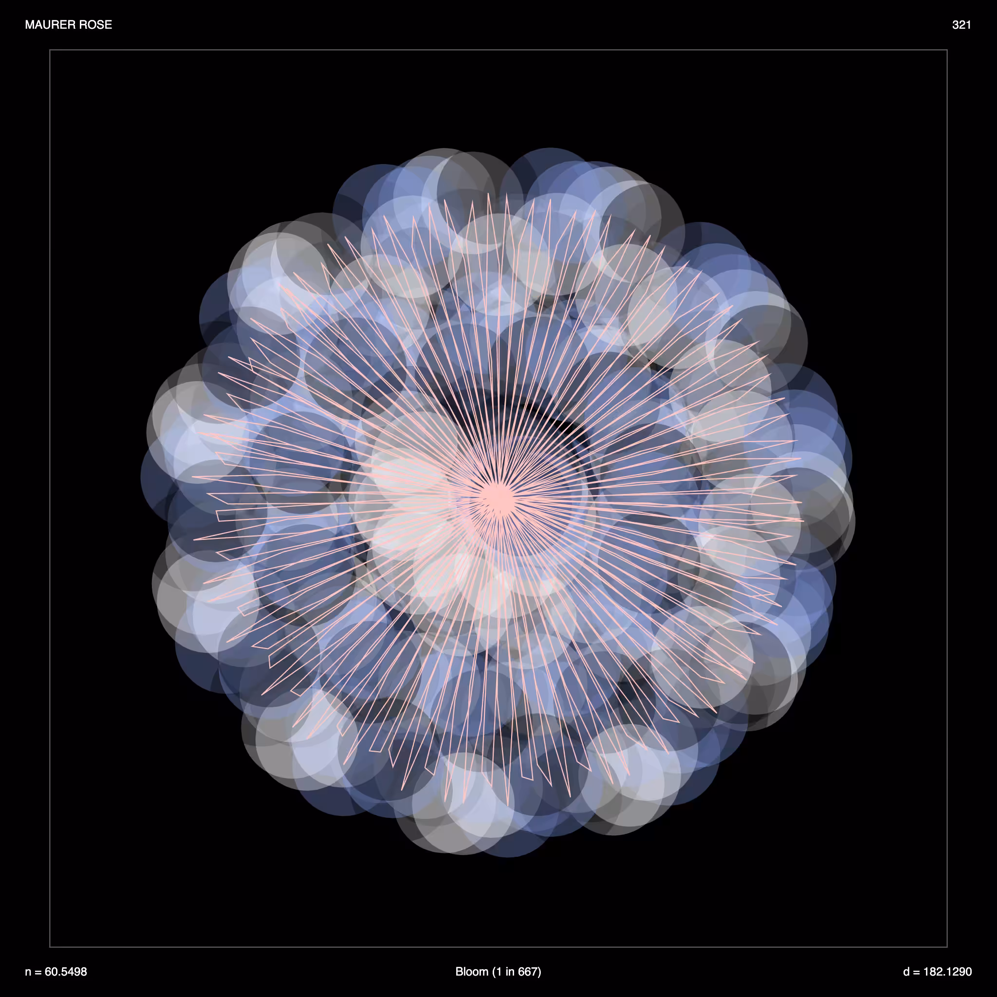 Maurer Rose - Bloom 321