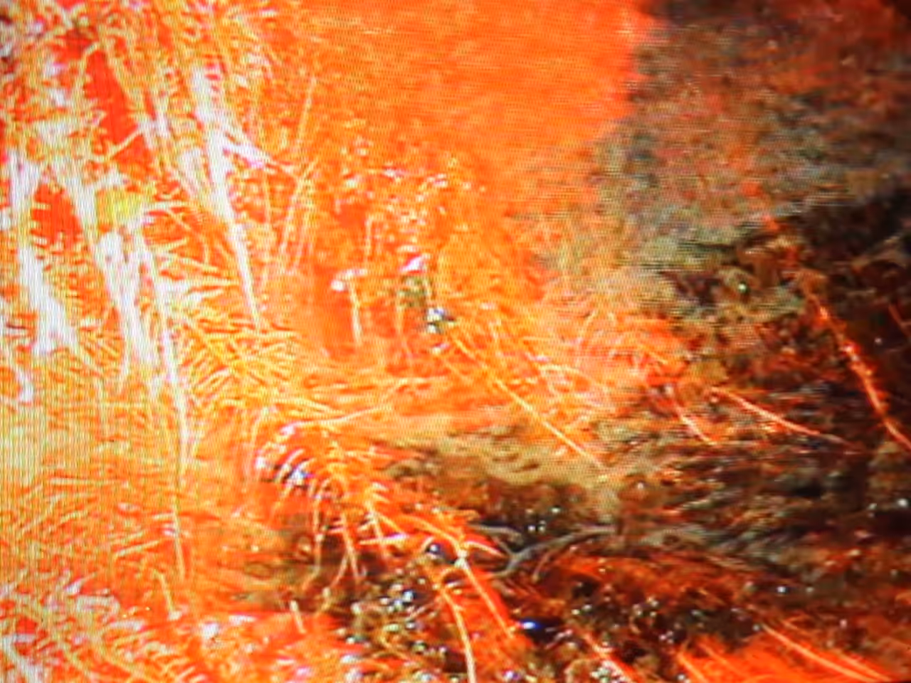 ☆ flowers in motion ☆