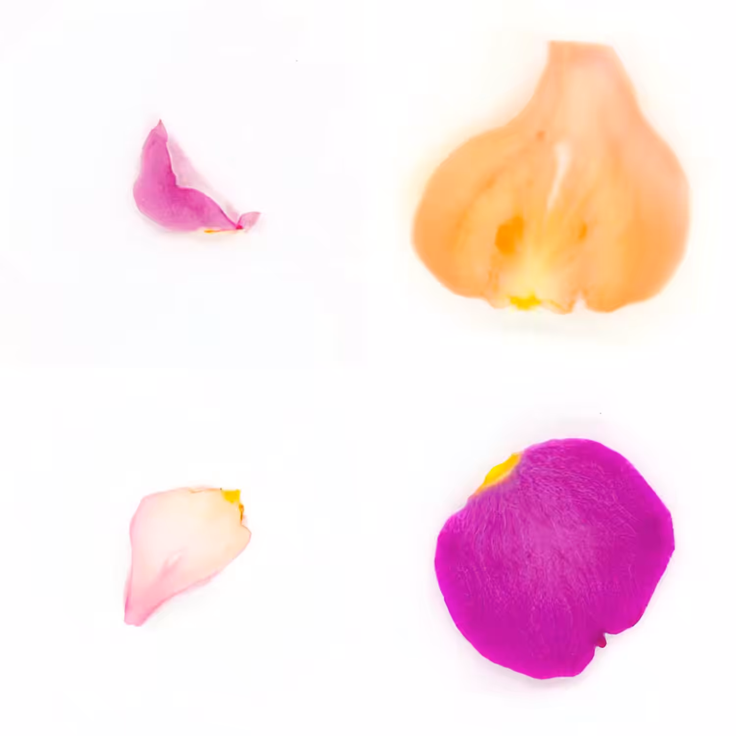 Infinite Petals 2x2#3517