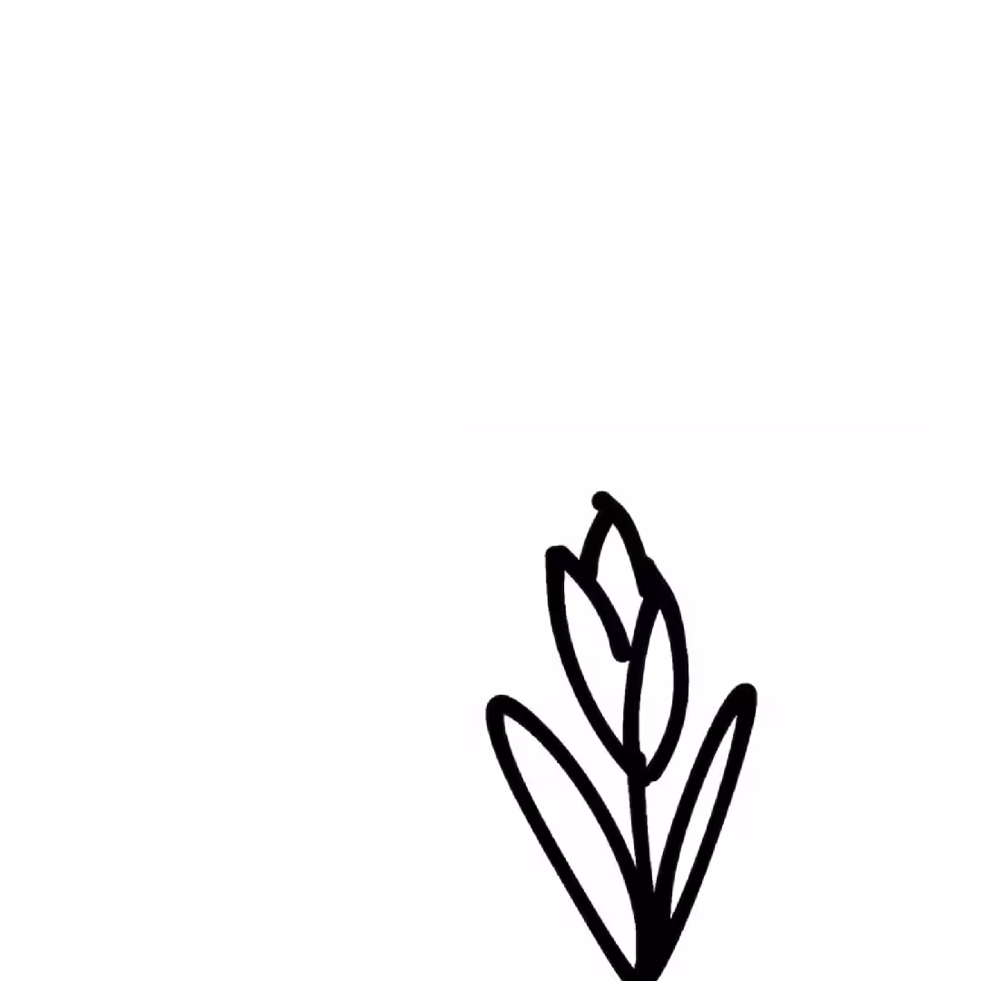 Tulip.