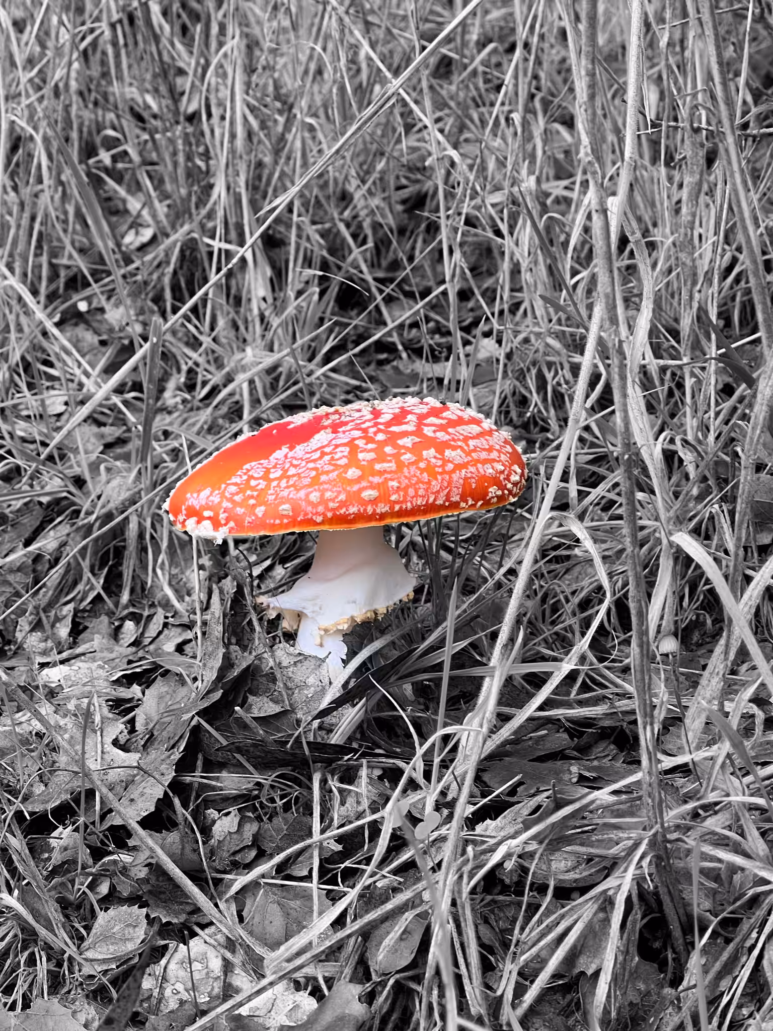 Fly Amanita 1
